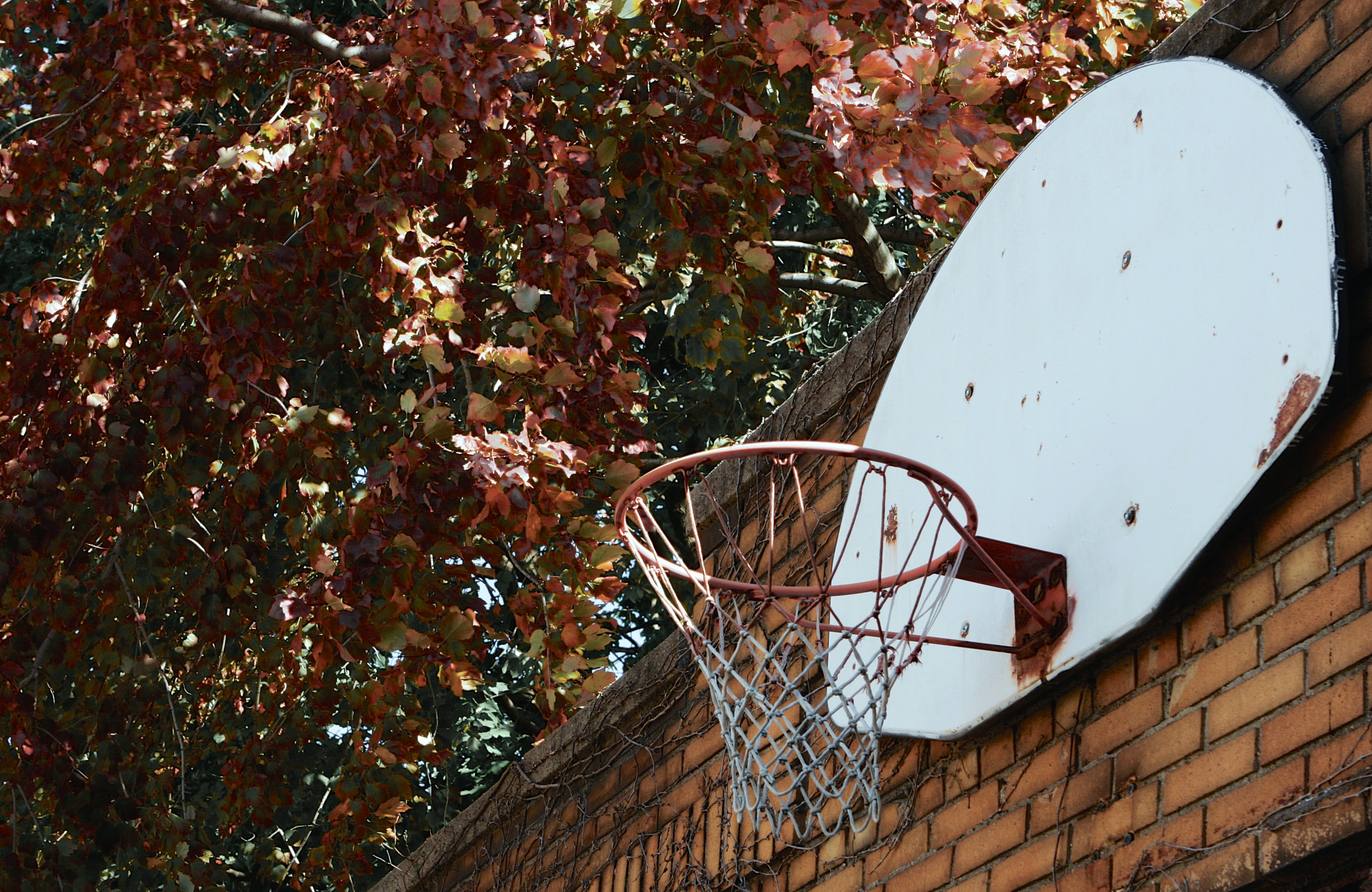 Canon EOS 40D + Canon EF 24-70mm F2.8L USM sample photo. Basketball starts in fall photography