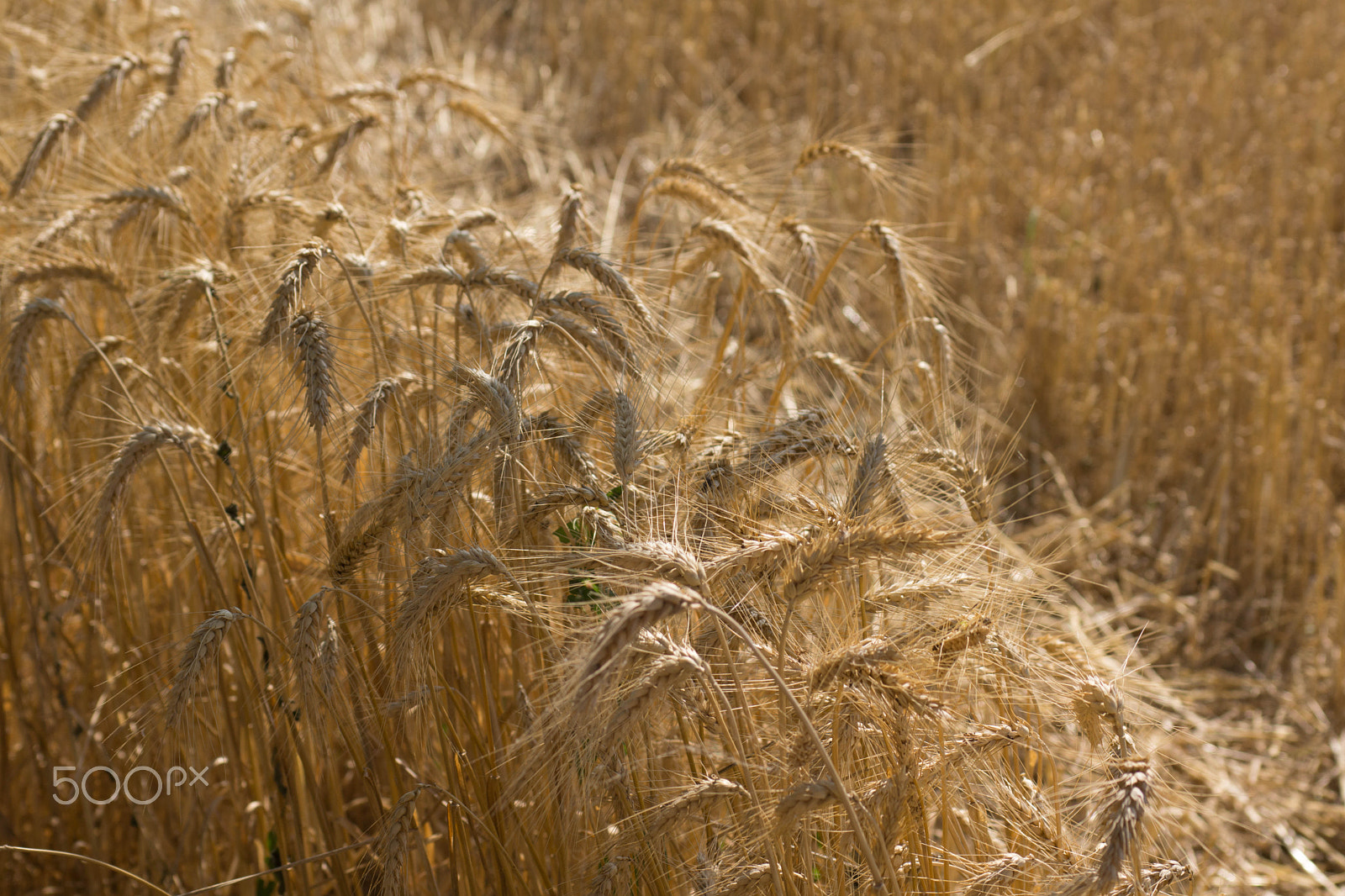 Sigma AF 28-70mm F2.8 sample photo. Yellow fields photography