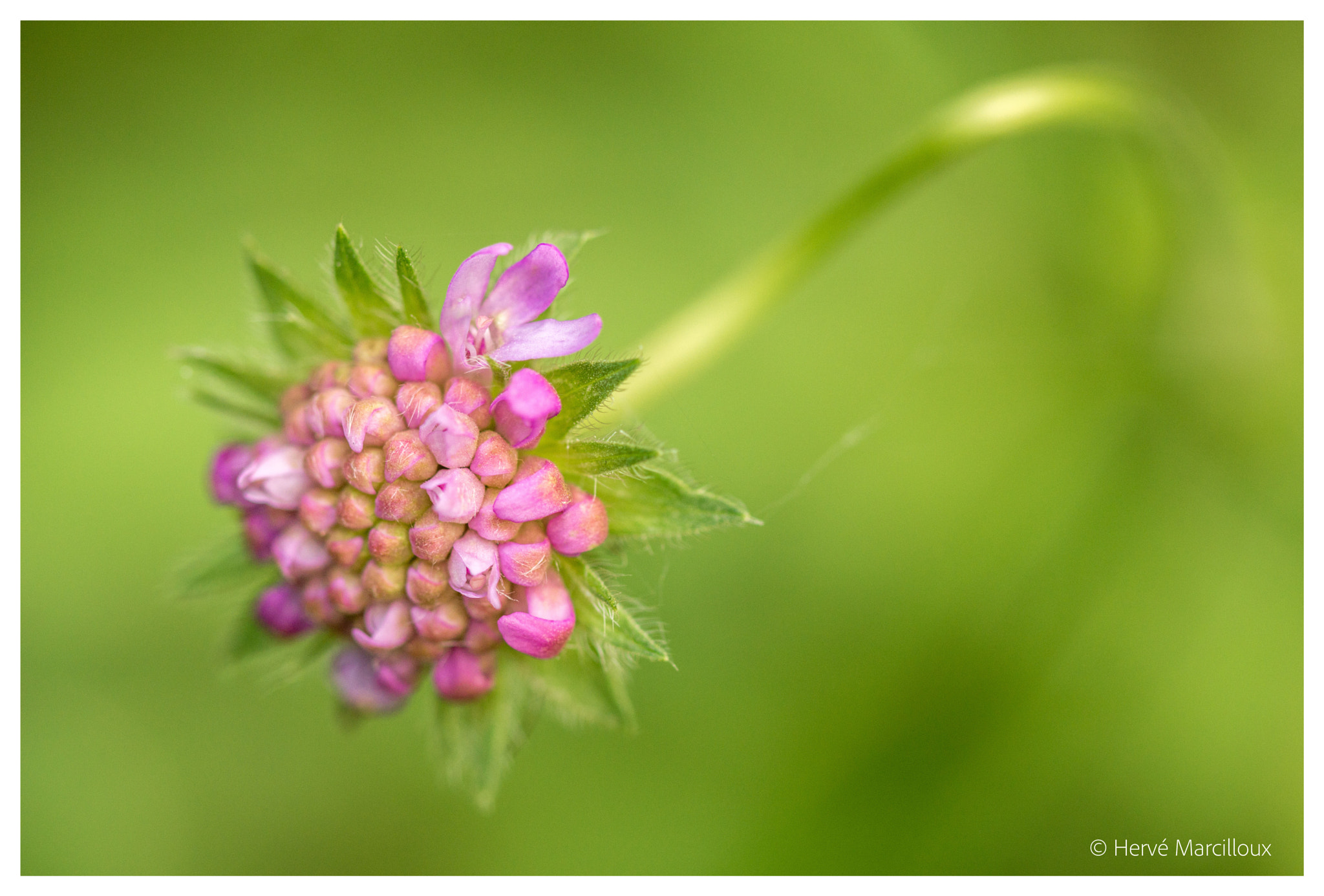 Sony SLT-A77 + 105mm F2.8 sample photo. Flower in the wind photography