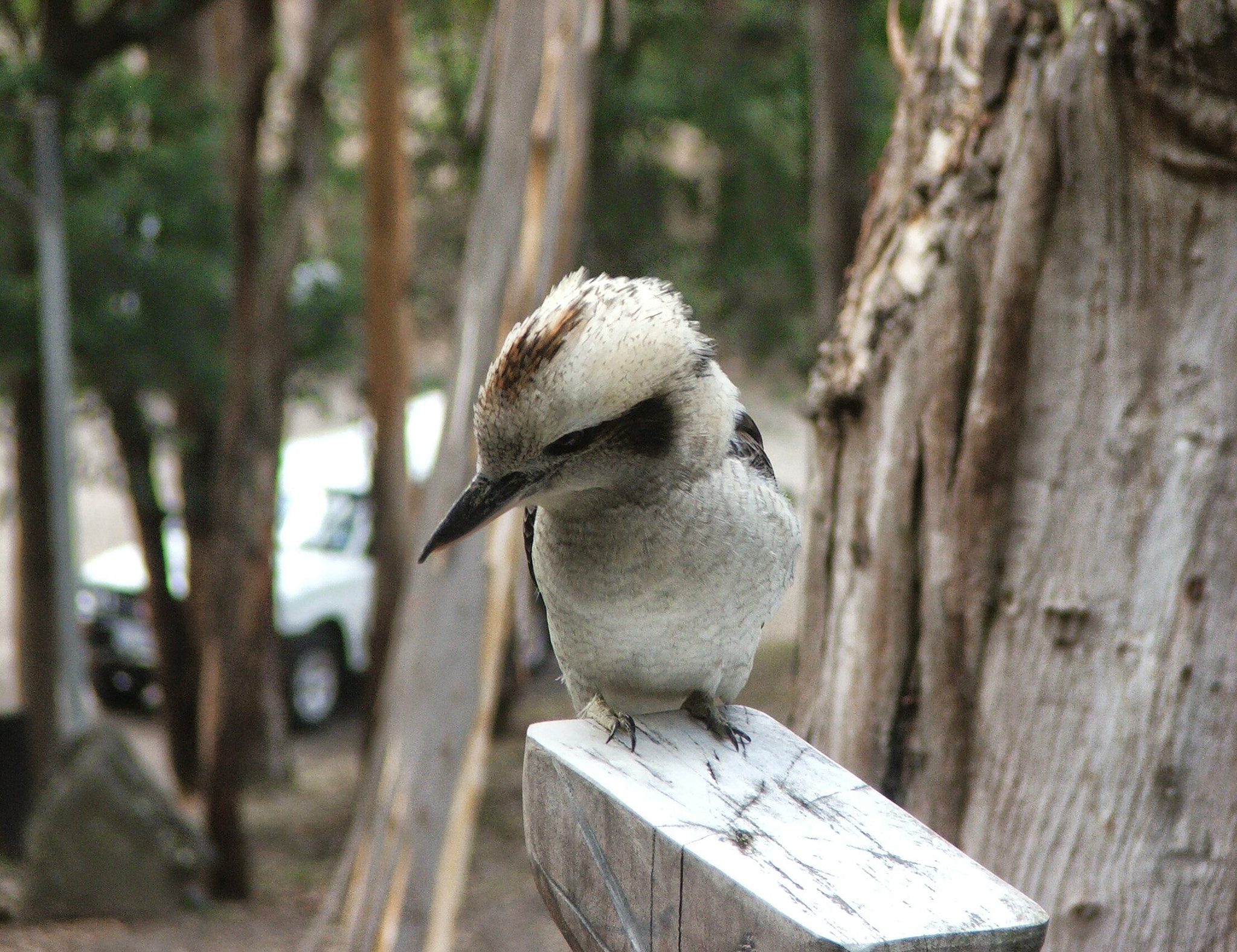 Fujifilm FinePix S5500 sample photo. Kookaburra photography