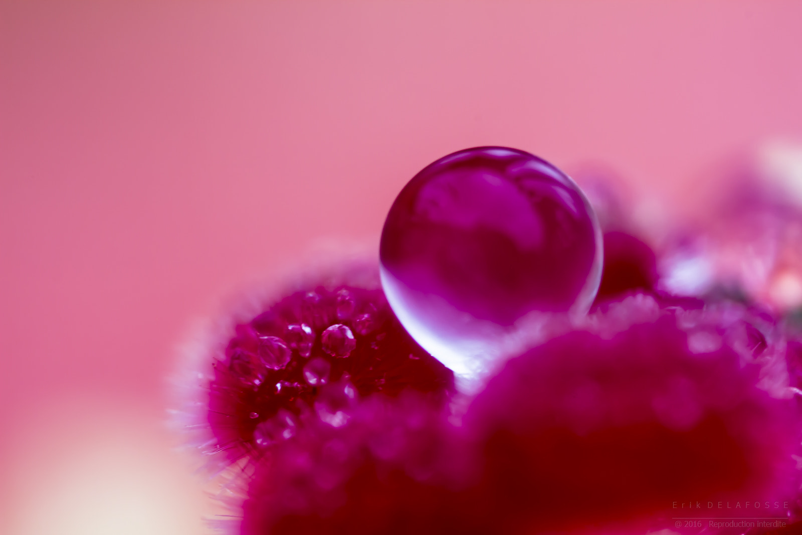 Canon MP-E 65mm F2.5 1-5x Macro Photo sample photo. Perle d'eau photography