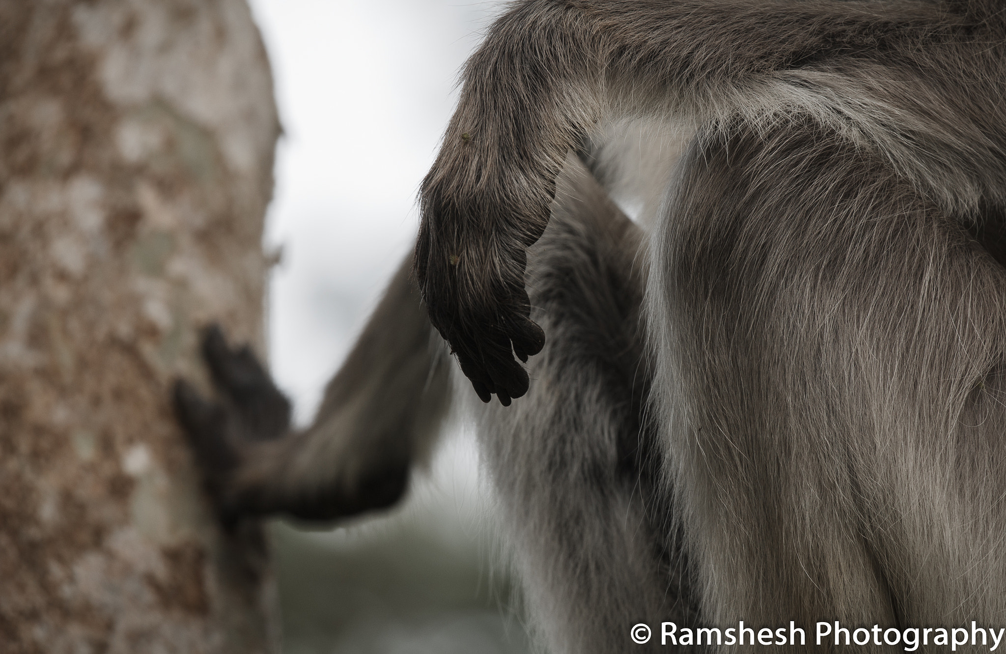 Canon EOS 60D + Canon EF 100-400mm F4.5-5.6L IS II USM sample photo. Langur | bandipur photography