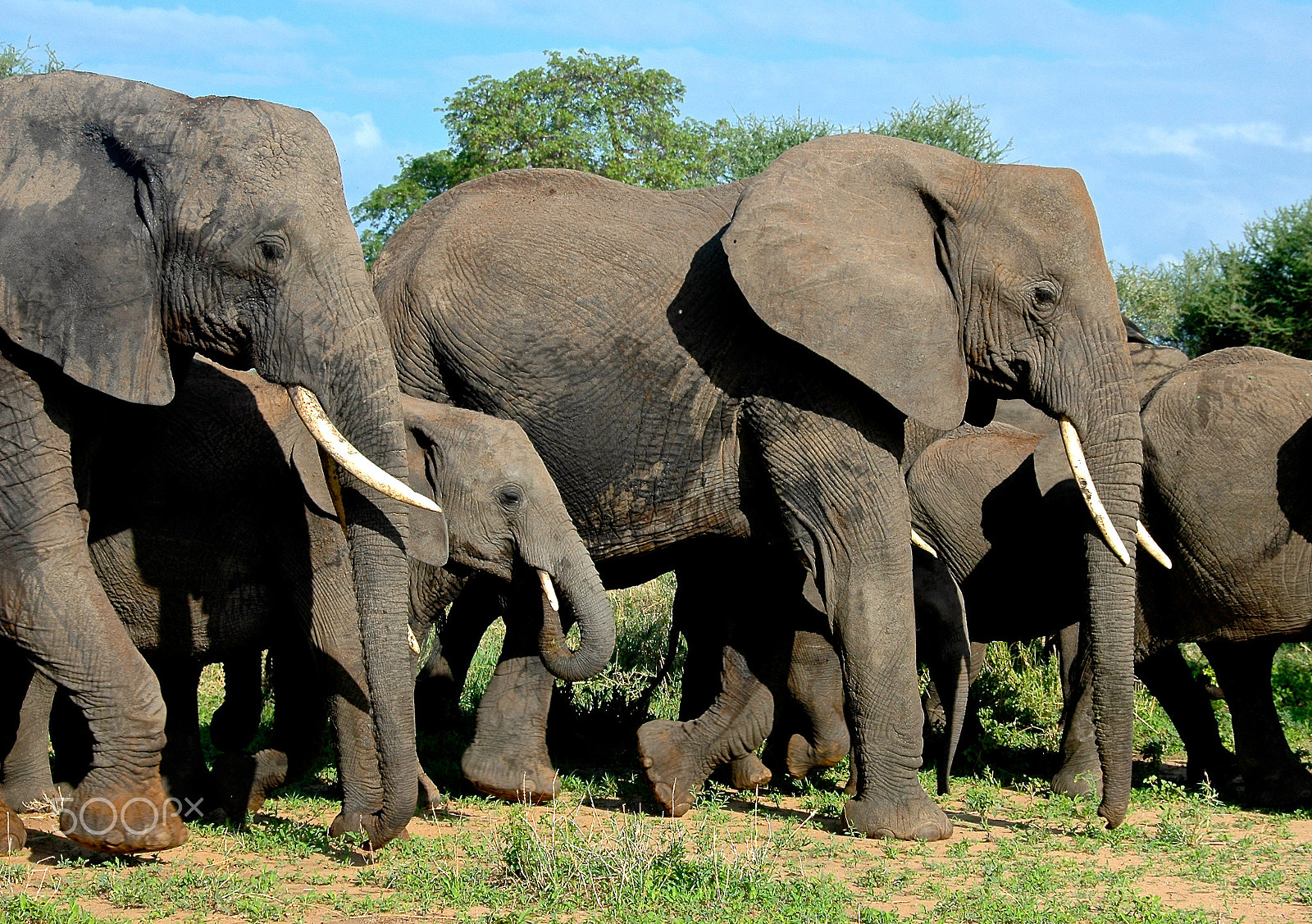 Nikon D70 sample photo. Democratic heard of elephants photography