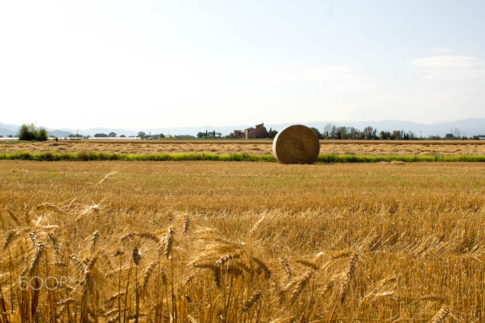 Sony SLT-A77 sample photo. In a cornfield photography