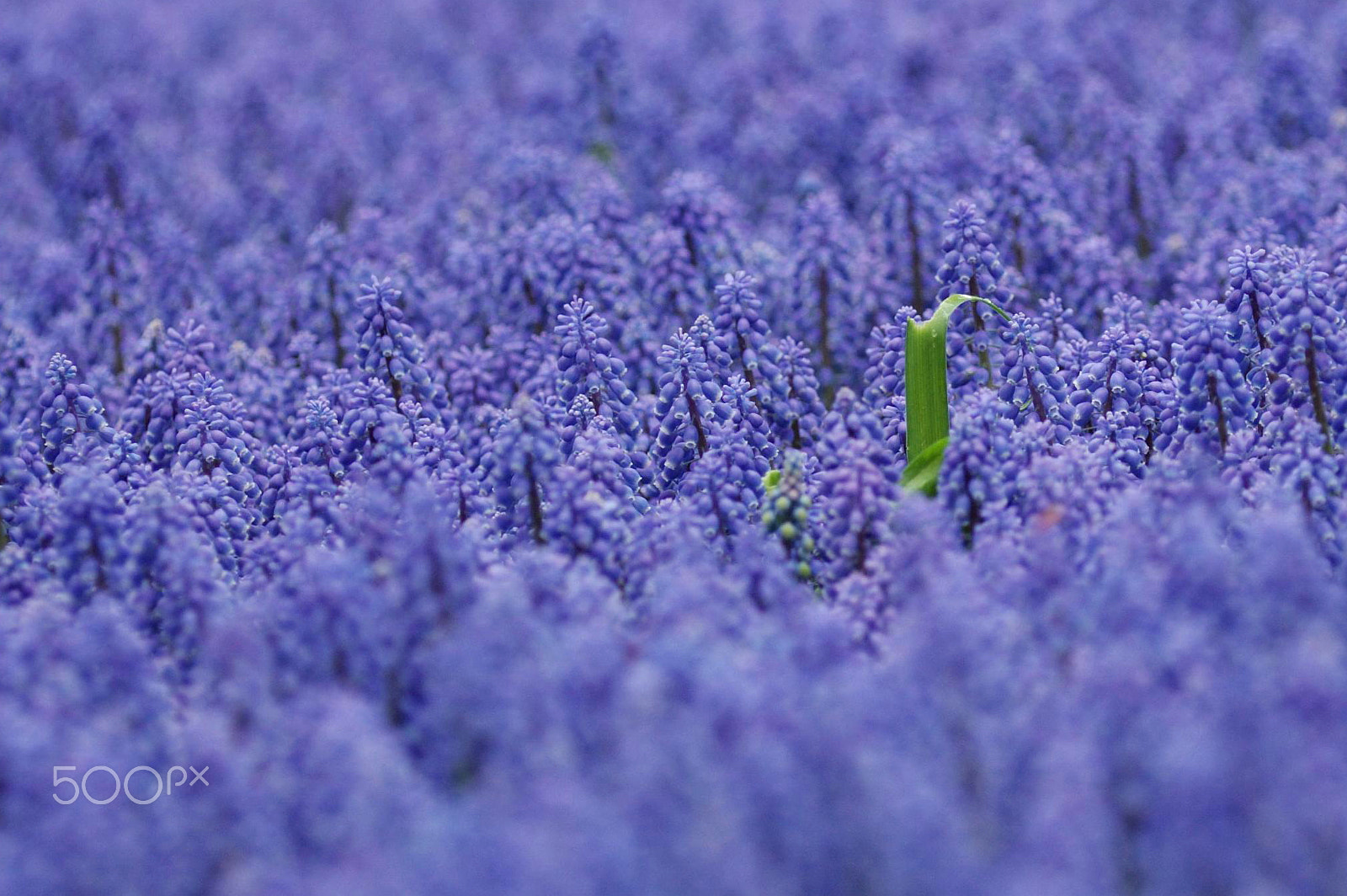 Nikon D70 sample photo. Green spot photography