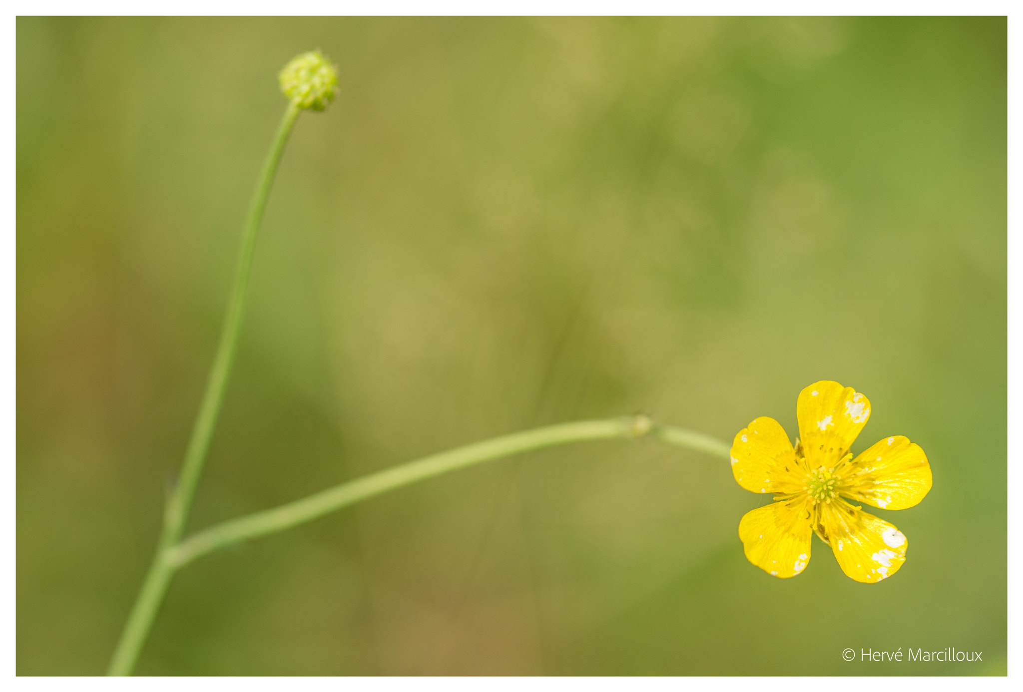 Sony SLT-A77 + 105mm F2.8 sample photo. Trying to escape from the frame photography