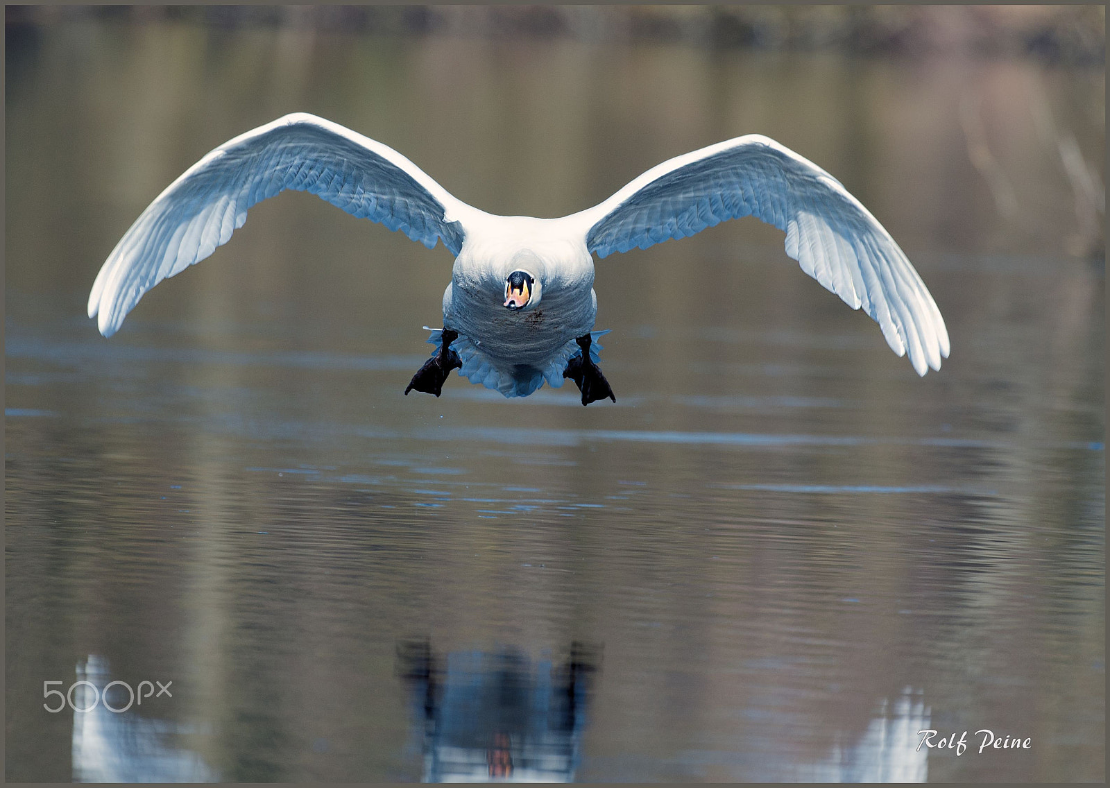 Nikon AF-S Nikkor 500mm F4D ED-IF II sample photo. Schwan frontalanflug photography