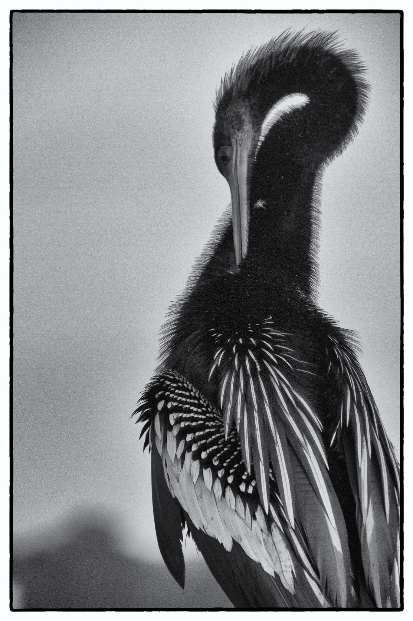 Sigma 18-250mm F3.5-6.3 DC OS HSM sample photo. Anhinga photography