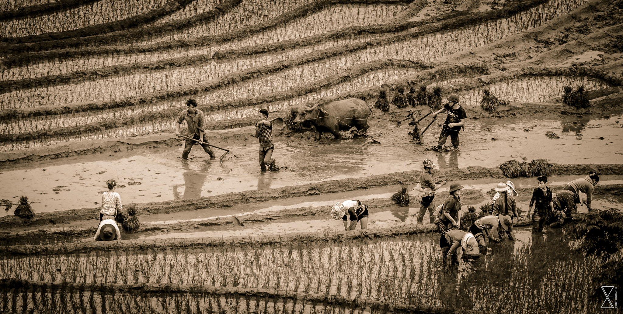 Sigma 120-400mm F4.5-5.6 DG OS HSM sample photo. Rice farmers photography