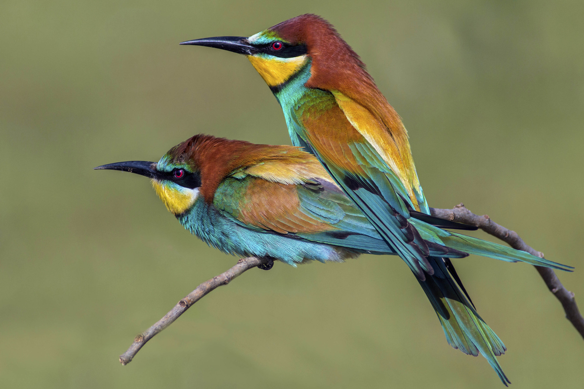 Canon EF 300mm f/2.8L + 2x sample photo. Pair of bee eaters in love photography