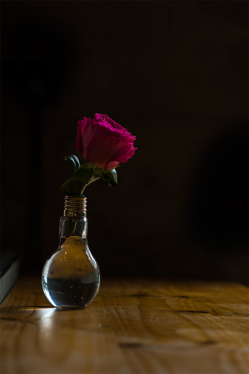 Nikon D7100 + Sigma 85mm F1.4 EX DG HSM sample photo. Rose photography