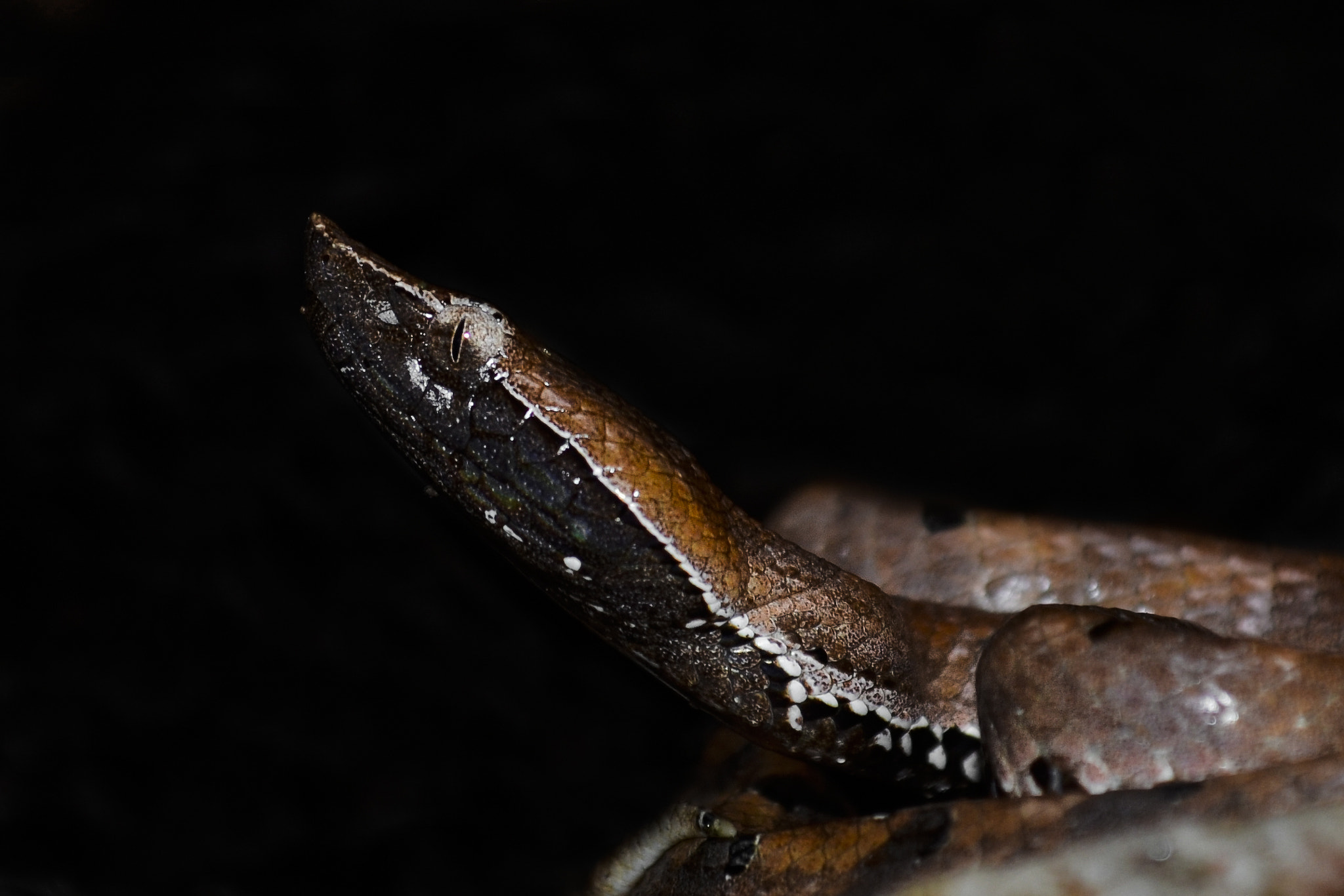 Nikon D5100 sample photo. Humped nose pit viper photography