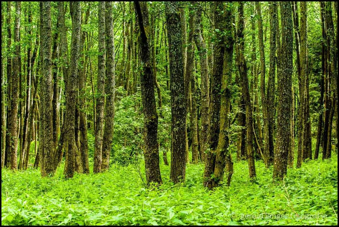 Canon EOS-1Ds Mark II sample photo. Trees in green photography