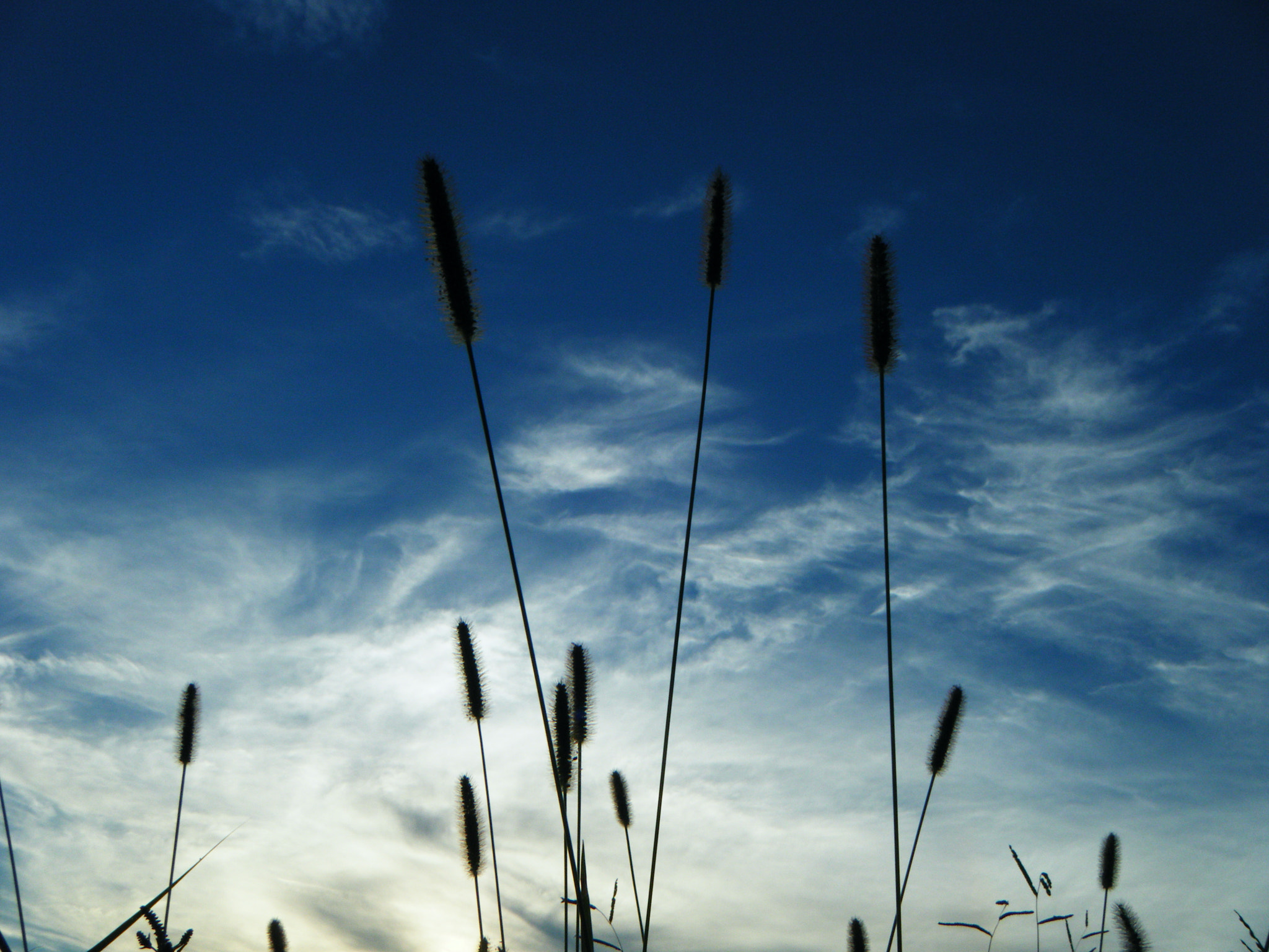 Fujifilm FinePix Z30 sample photo. Grass of the sky photography