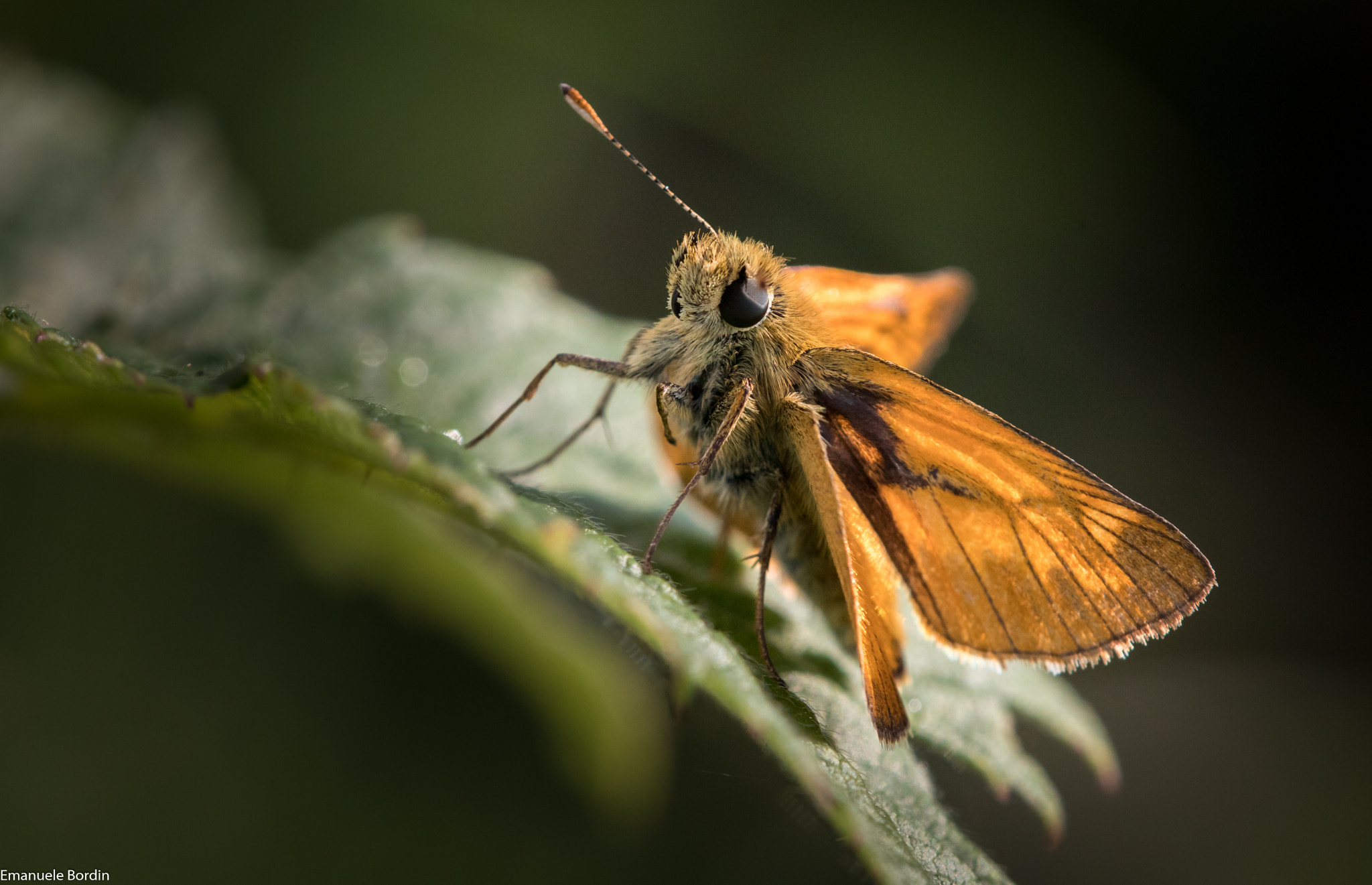 Tamron SP AF 180mm F3.5 Di LD (IF) Macro sample photo. Mt. palon photography