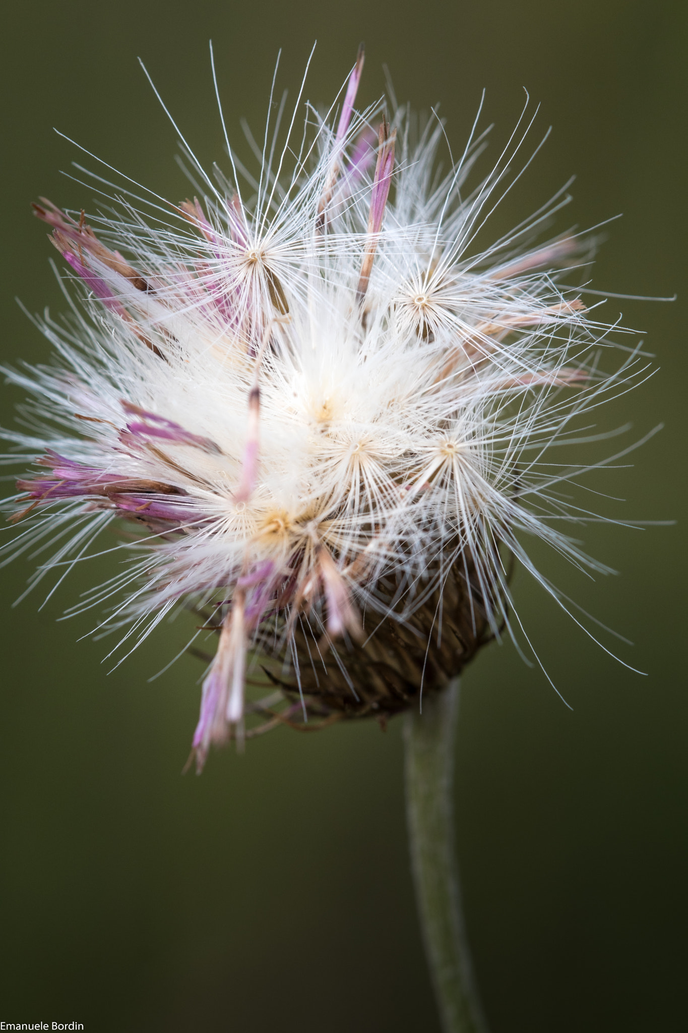 Tamron SP AF 180mm F3.5 Di LD (IF) Macro sample photo. Mt. palon photography