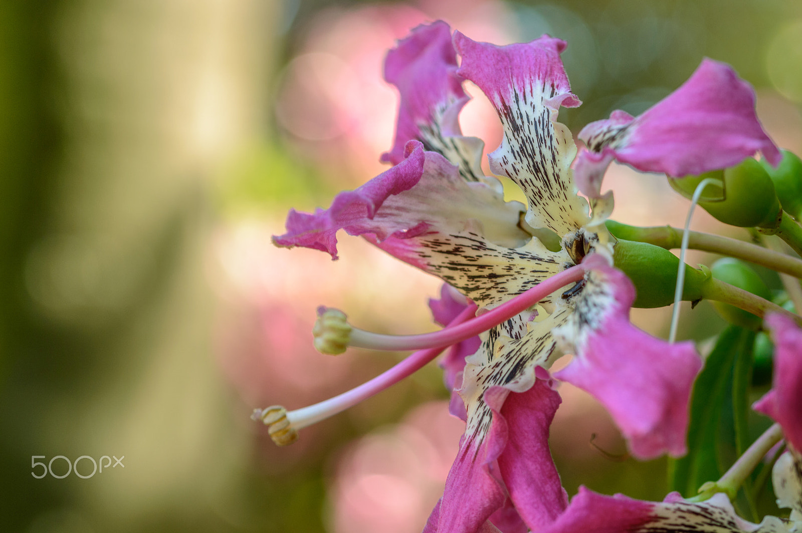 Sigma 105mm F2.8 EX DG OS HSM sample photo. Exquisite photography