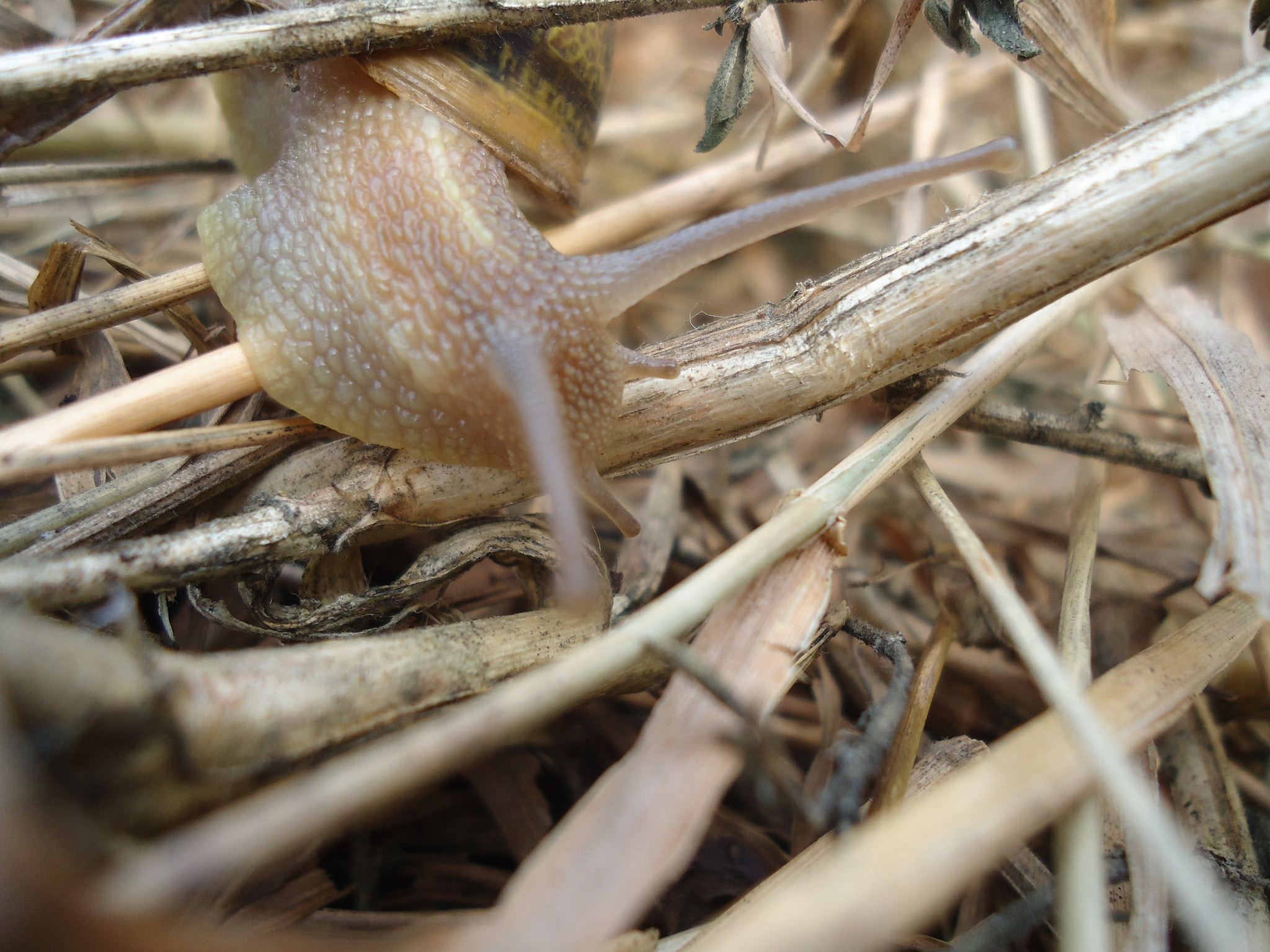 Sony Cyber-shot DSC-W330 sample photo. Fast wild life photography