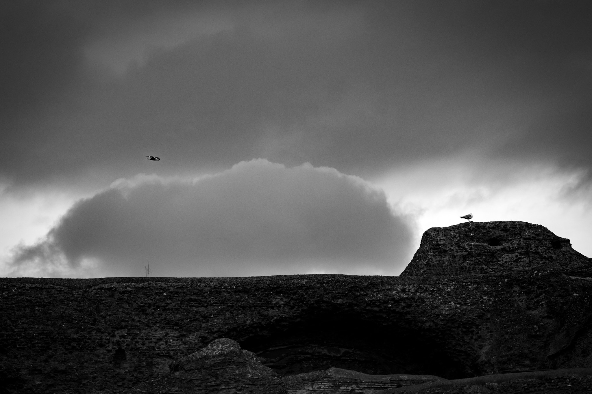 Fujifilm X-A2 + Fujifilm XC 50-230mm F4.5-6.7 OIS II sample photo. Birds photography