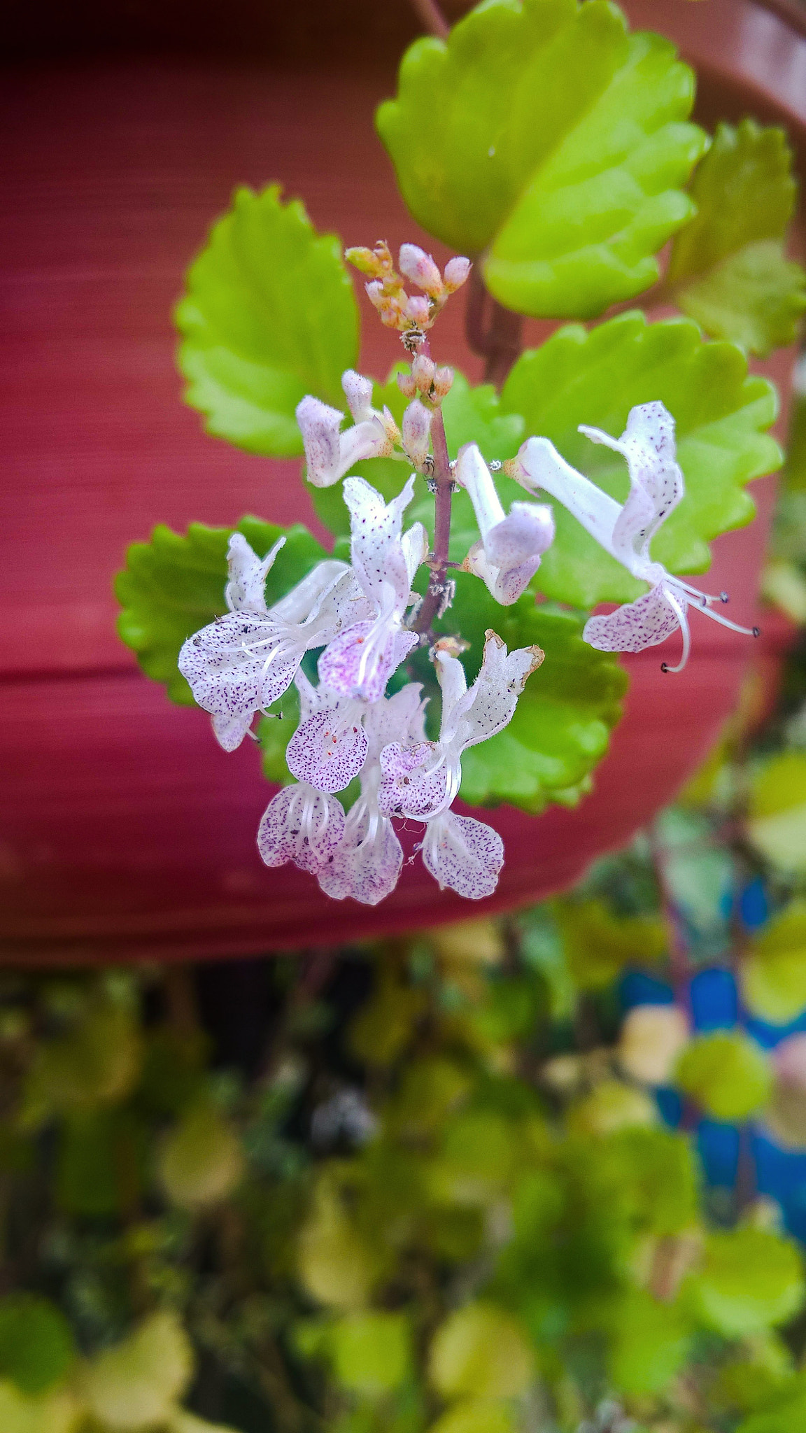 Microsoft Lumia 640 XL sample photo. Pequeños grandes detalles photography
