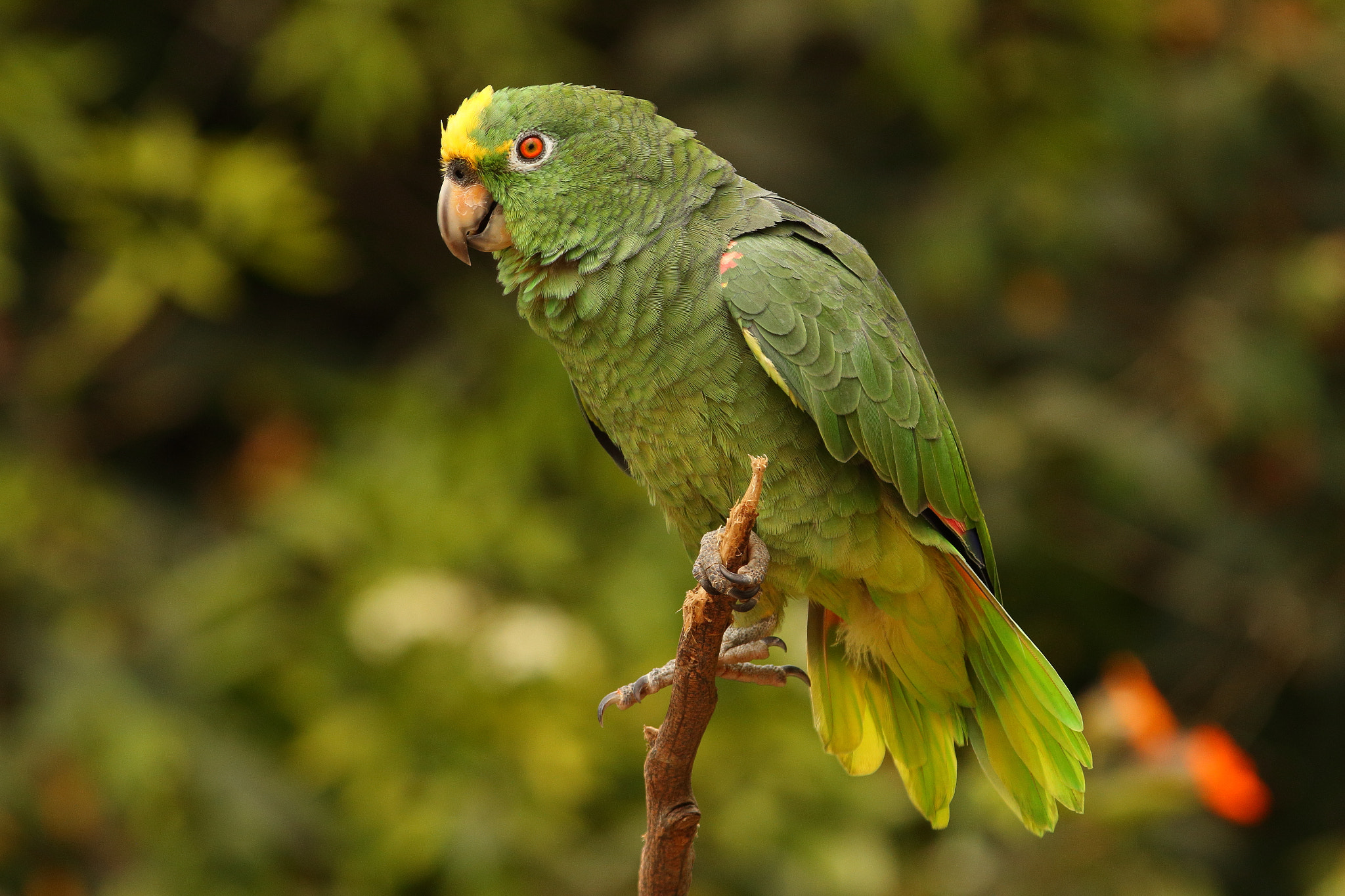 Canon EF 300mm F2.8L IS USM sample photo. Yellow-crowned amazon photography