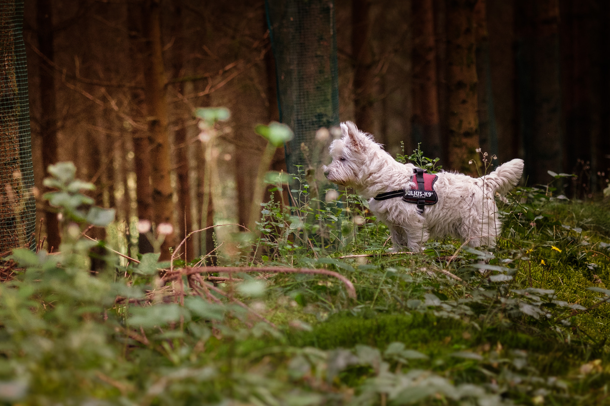 Fujifilm X-Pro2 + Fujifilm XF 60mm F2.4 R Macro sample photo. Westie photography