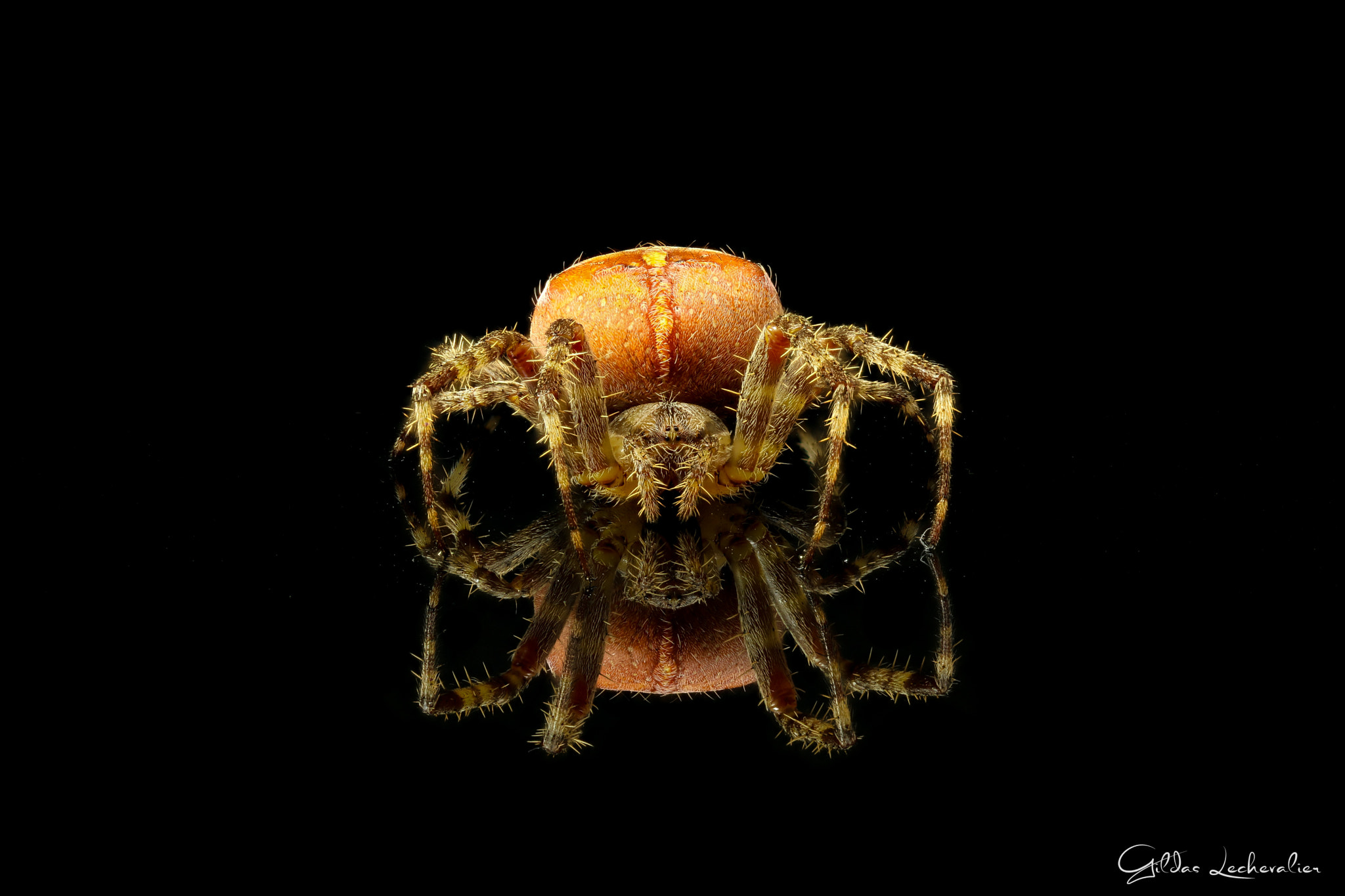 Canon EF 100mm F2.8 Macro USM sample photo. Spiderman photography