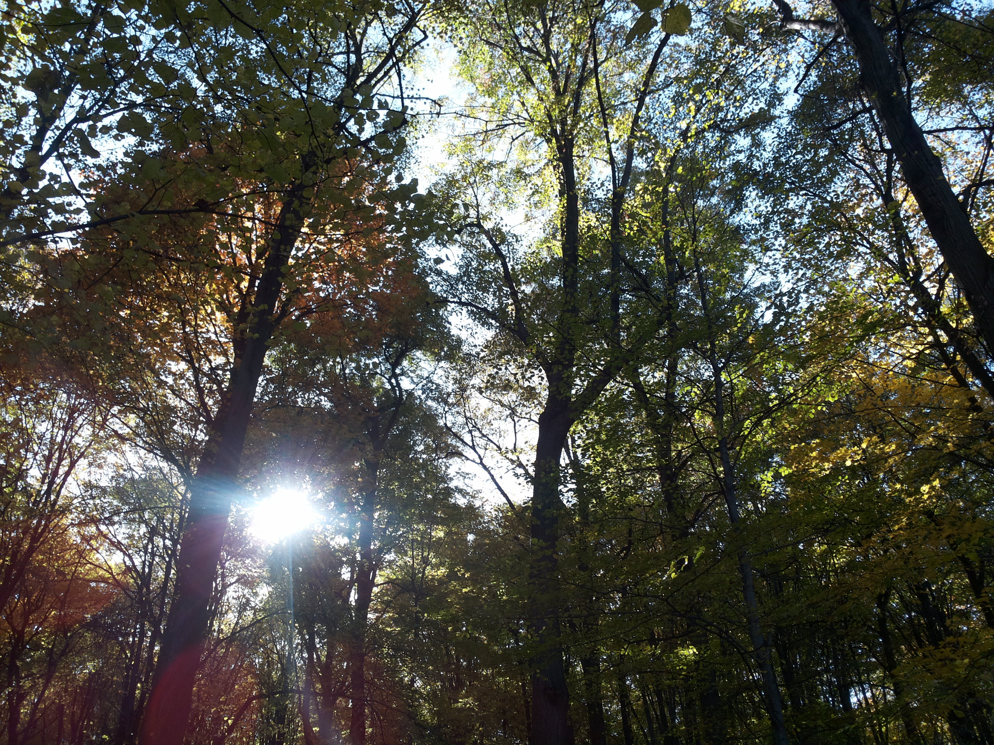 Samsung Galaxy S2 Plus sample photo. Autumn light photography