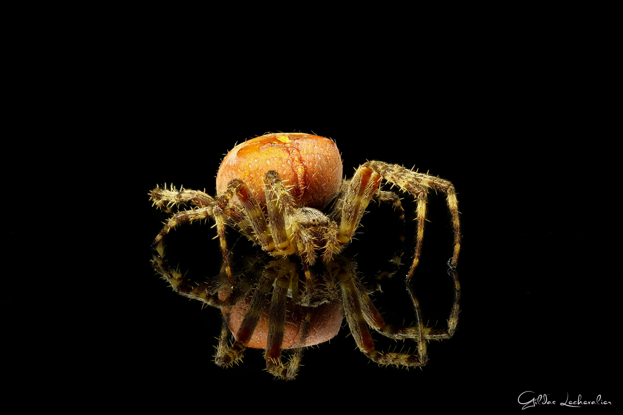 Canon EF 100mm F2.8 Macro USM sample photo. Spiderman photography