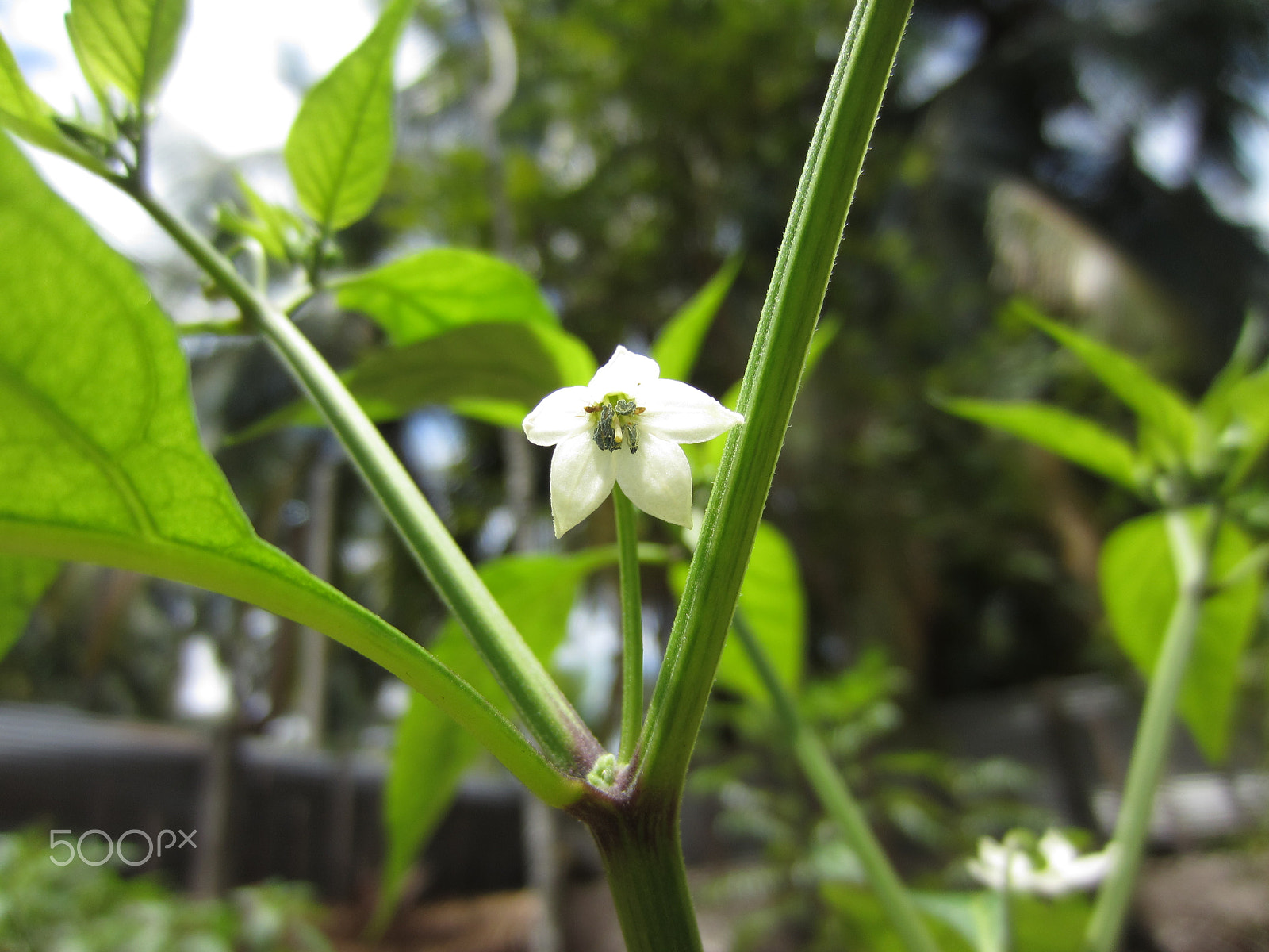 Canon PowerShot ELPH 300 HS (IXUS 220 HS / IXY 410F) sample photo. Chilli flower photography