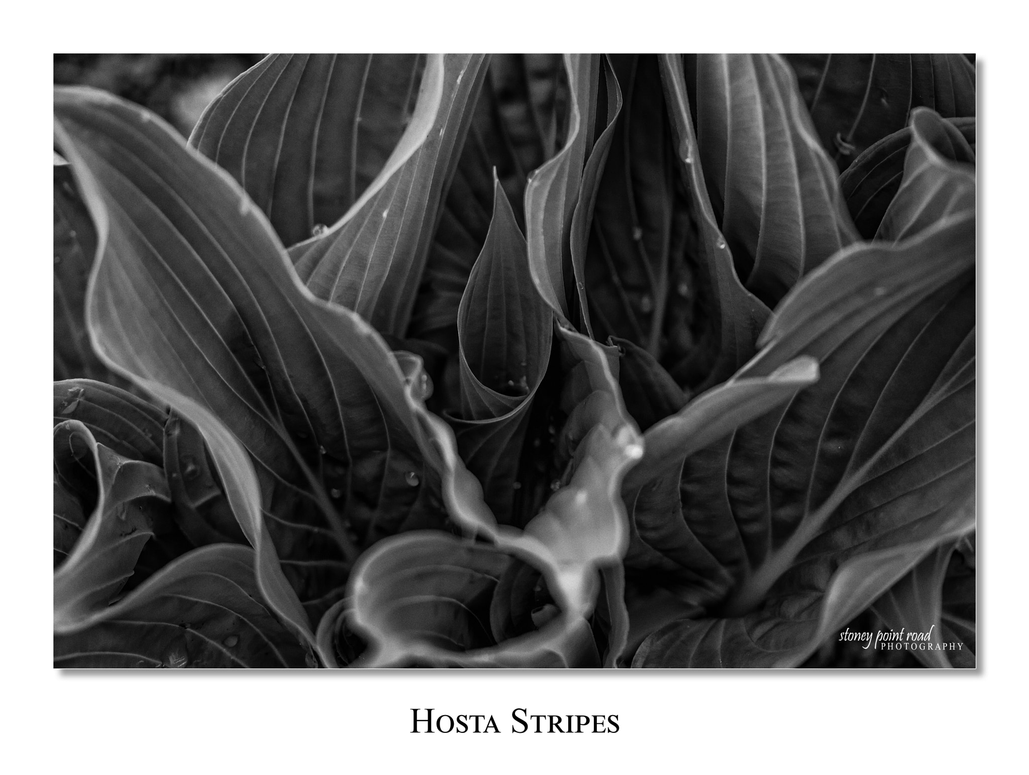 Canon EF-S 60mm F2.8 Macro USM sample photo. Hosta stripes photography
