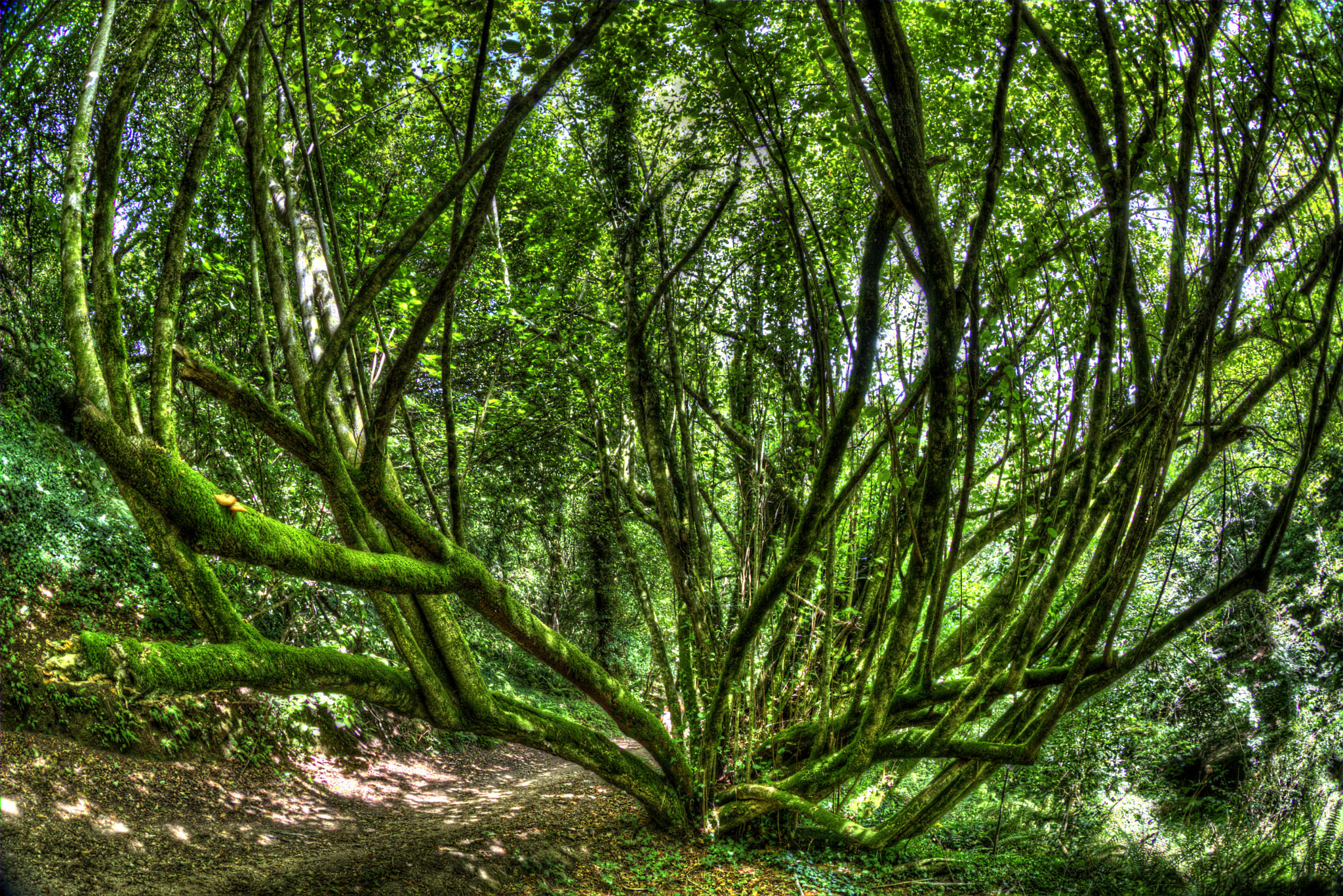 Canon EF 8-15mm F4L Fisheye USM sample photo. Spider tree photography