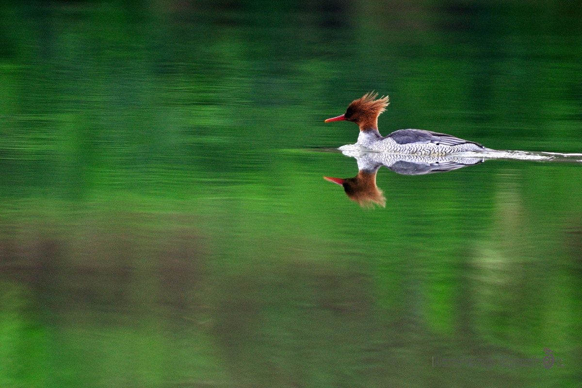 Nikon D90 + Nikon AF-S Nikkor 300mm F2.8G ED-IF VR sample photo. 中华秋沙鸭（mergus squamatus） photography