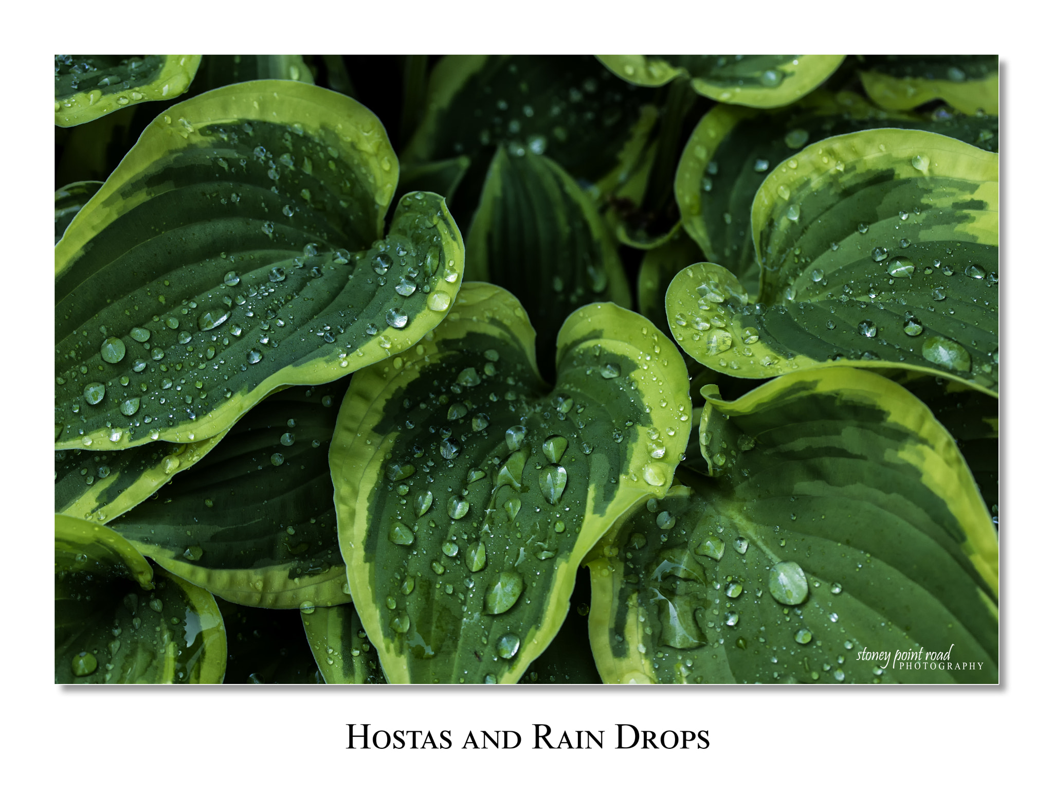 Canon EF-S 60mm F2.8 Macro USM sample photo. Hostas and rain drops photography