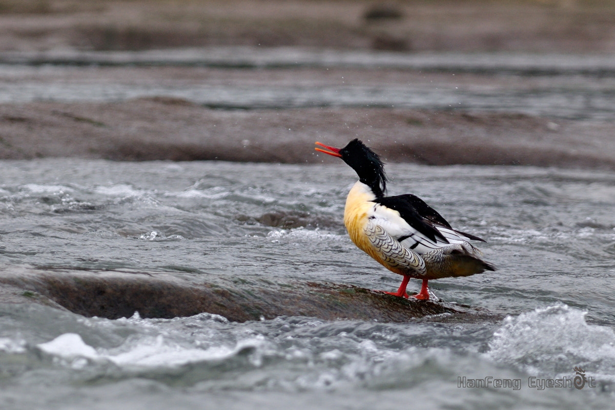 Nikon D90 + Nikon AF-S Nikkor 300mm F2.8G ED-IF VR sample photo. 中华秋沙鸭（mergus squamatus）雄性 photography