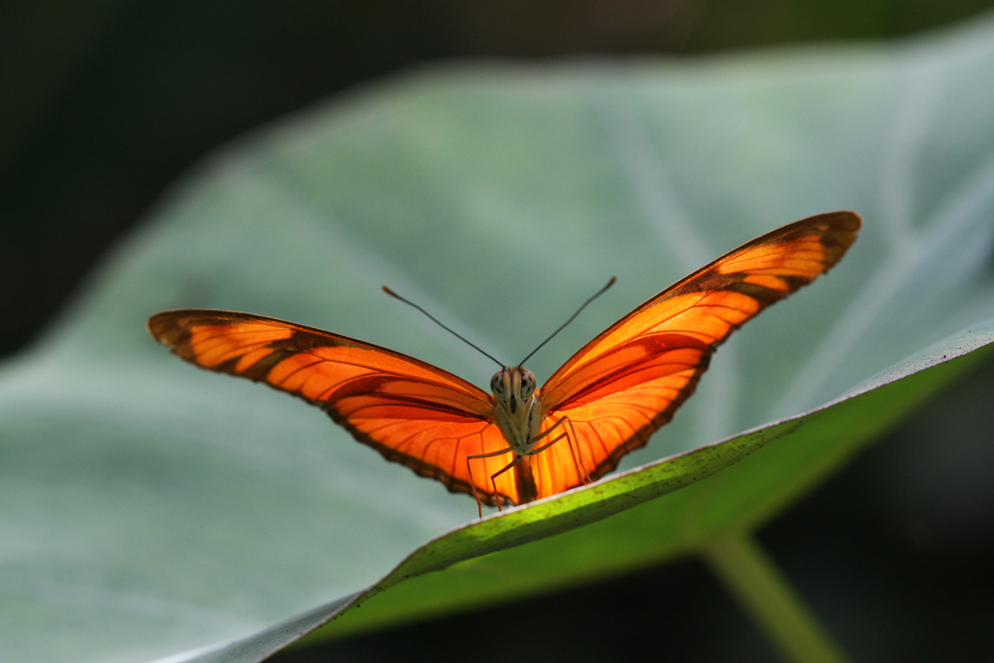Canon EF 100mm F2.8 Macro USM sample photo. Dryas iulia photography