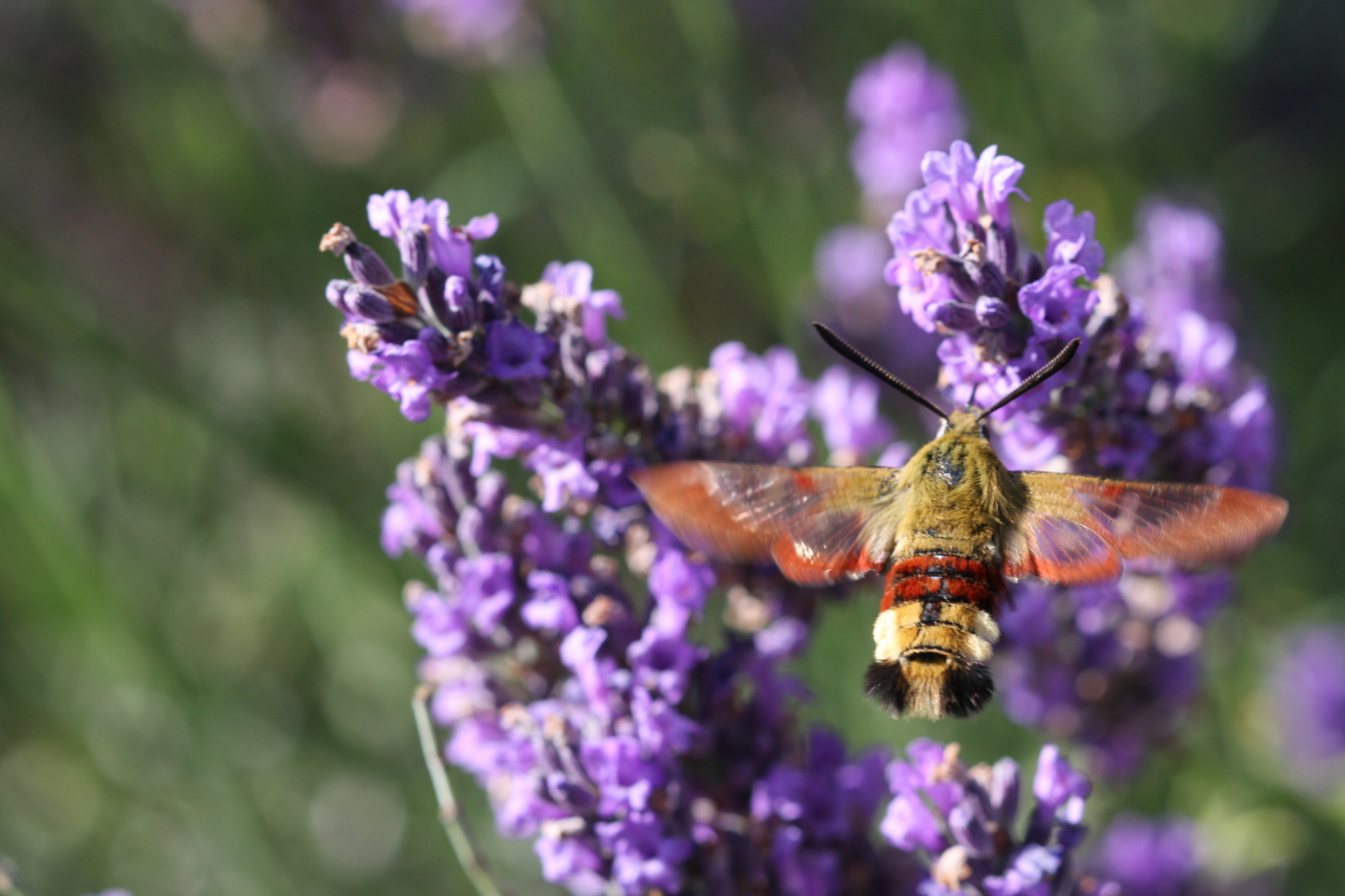 Canon EF 100mm F2.8 Macro USM sample photo. Sphinx on lavender photography