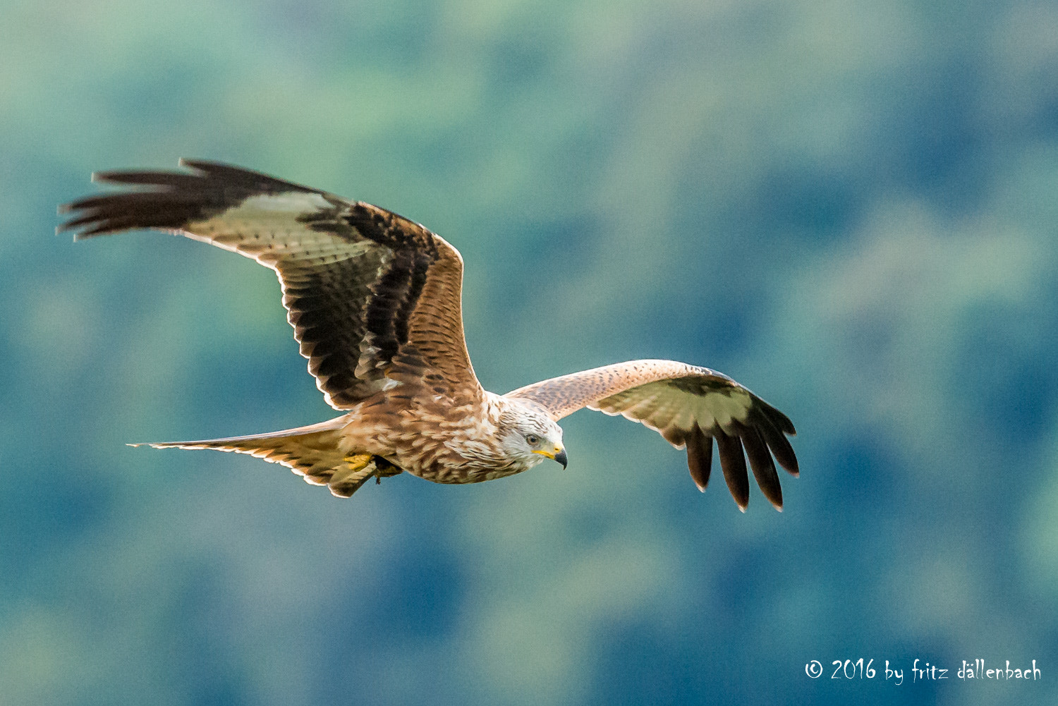 Nikon D800 + Nikon AF-S Nikkor 500mm F4G ED VR sample photo. Red kite in approach photography