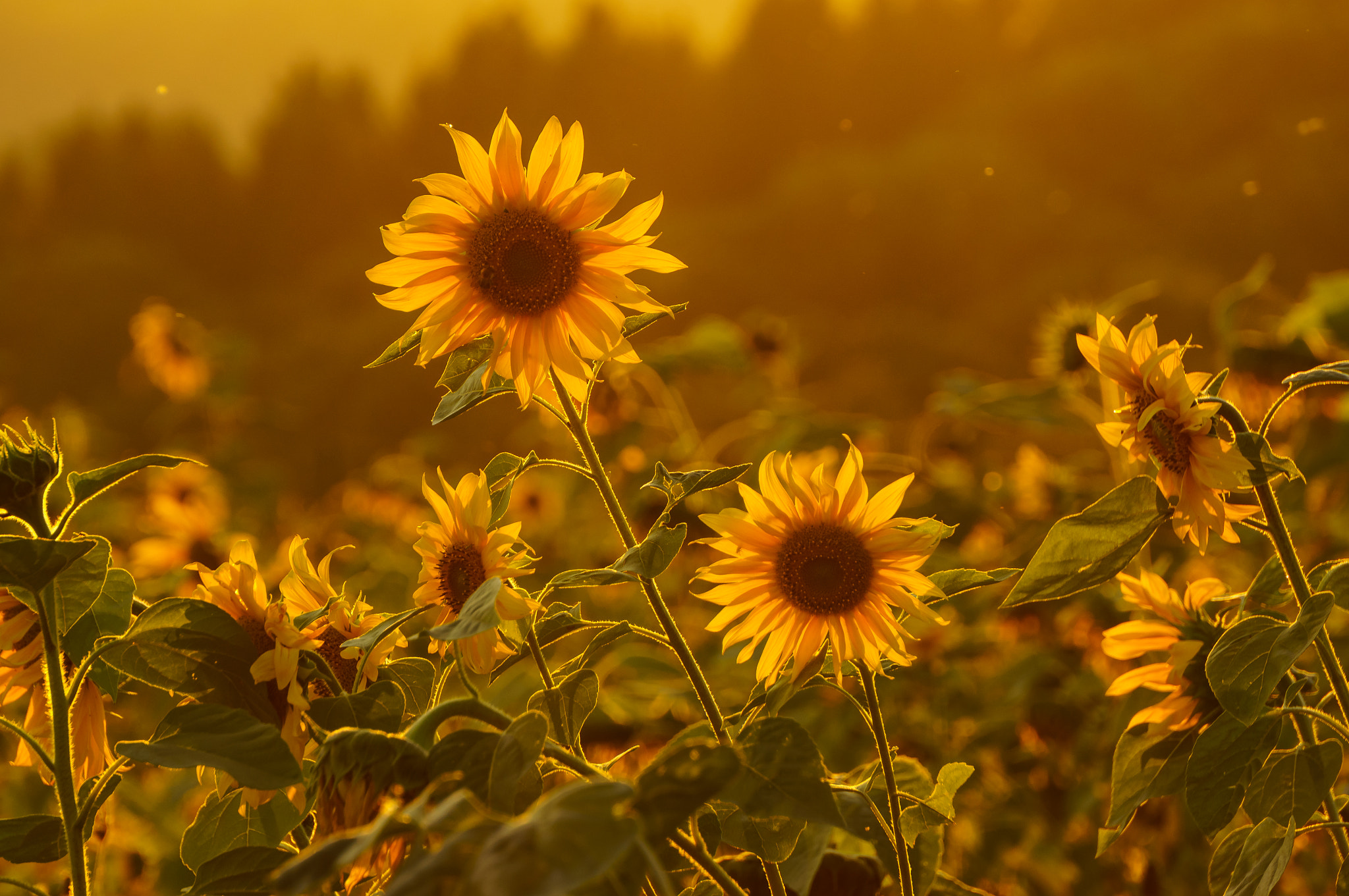 Sony Alpha NEX-5N + Sony E 55-210mm F4.5-6.3 OSS sample photo. Sunflowers photography