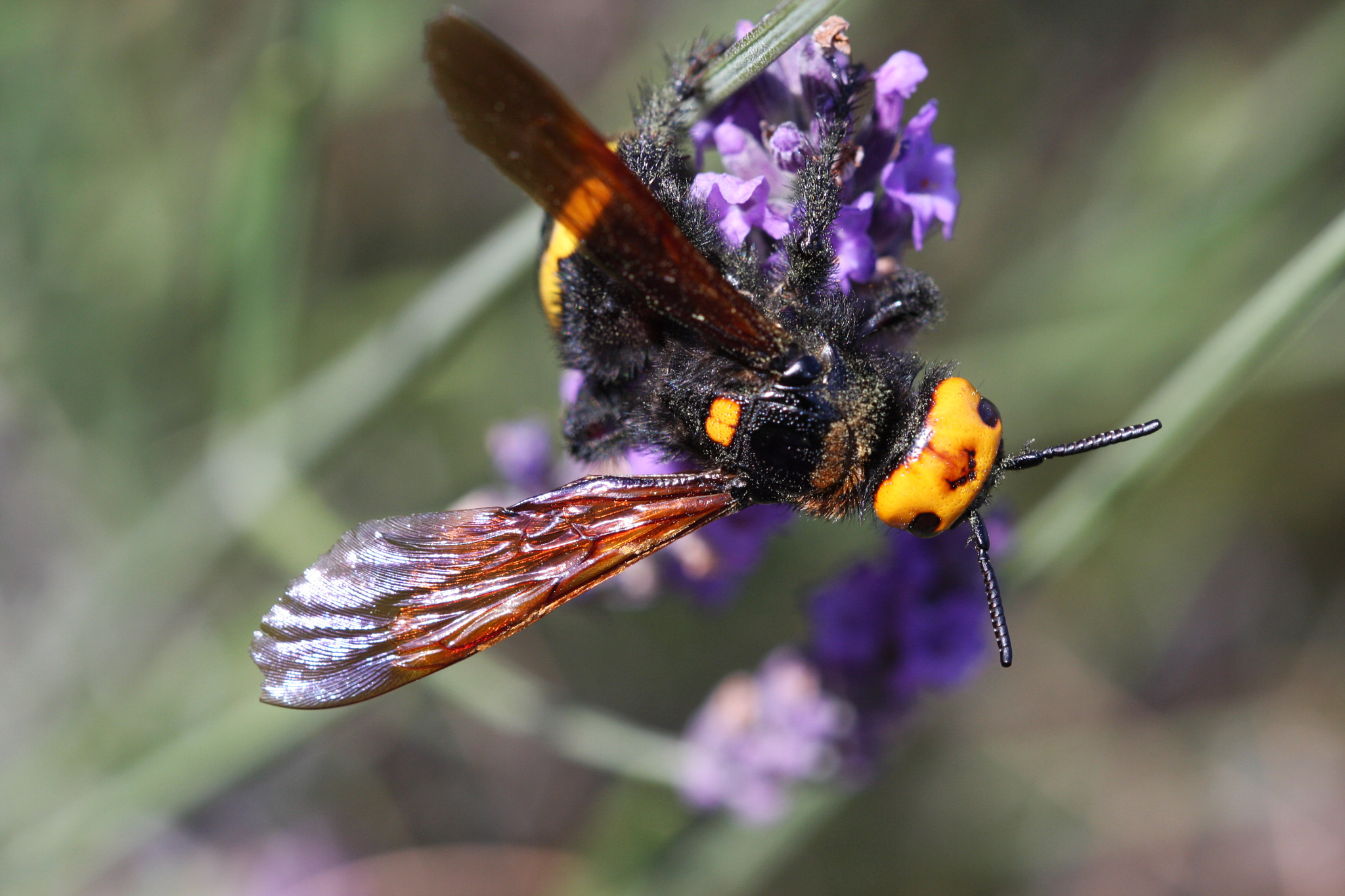 Canon EF 100mm F2.8 Macro USM sample photo. Megascolia maculata photography