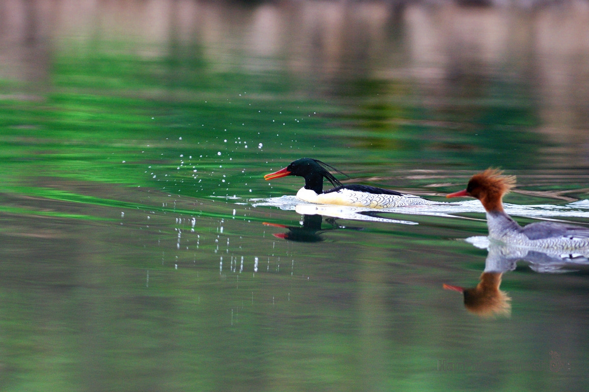 Nikon AF-S Nikkor 300mm F2.8G ED-IF VR sample photo. 中华秋沙鸭（mergus squamatus） photography