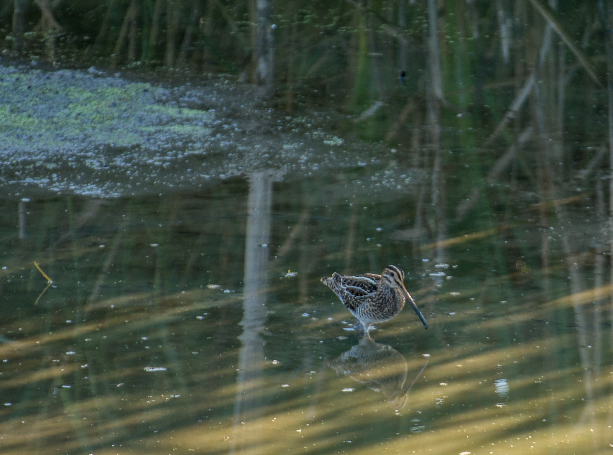 Nikon AF-S Nikkor 200-500mm F5.6E ED VR sample photo. Bécassine des marais photography