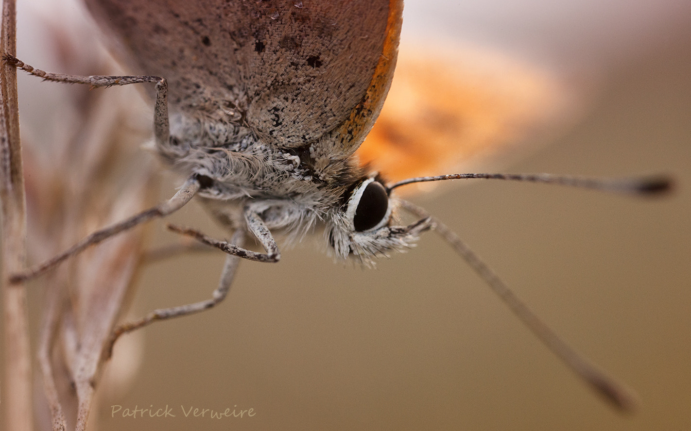 Canon MP-E 65mm F2.5 1-5x Macro Photo sample photo. Wake up photography