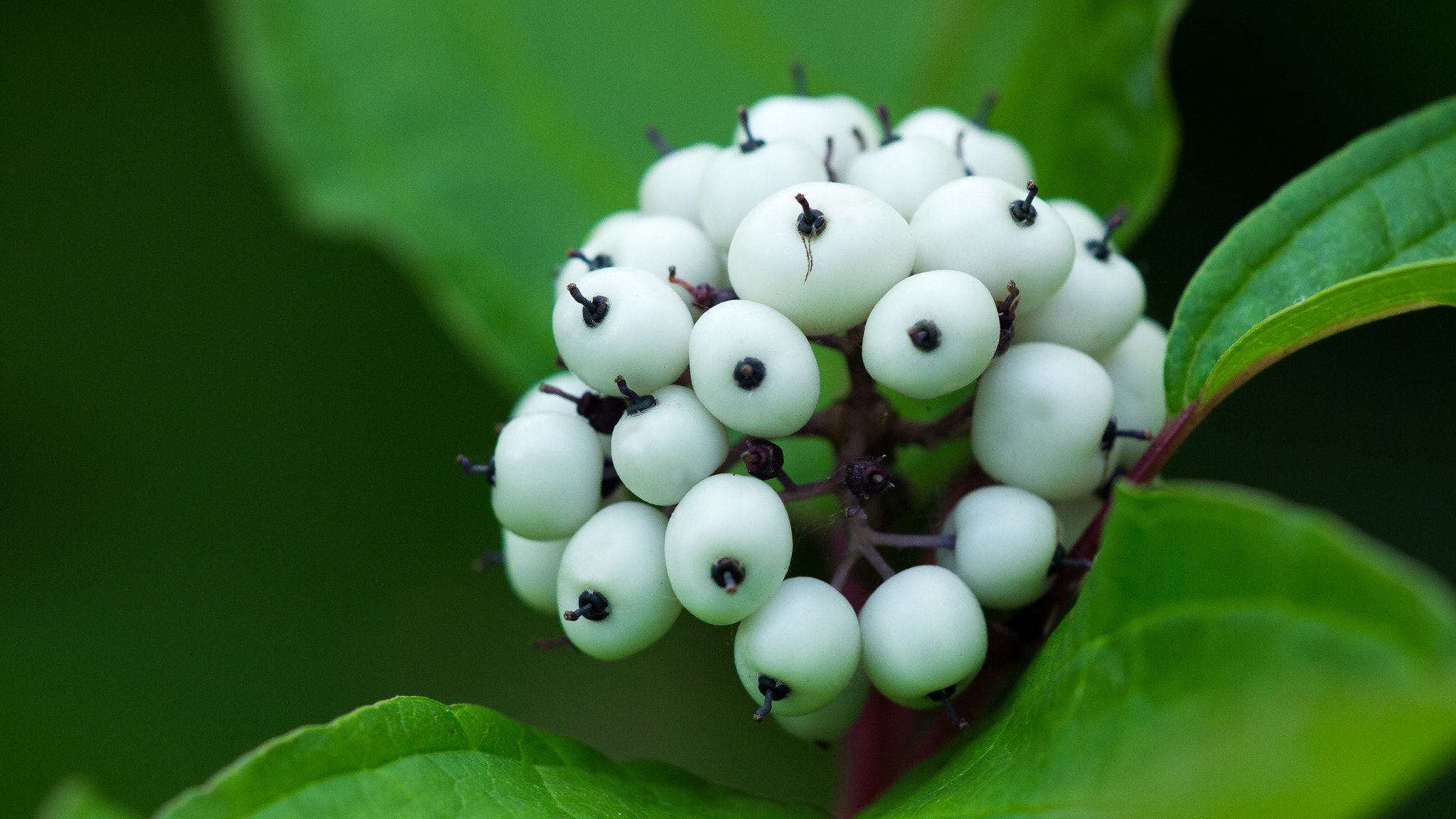 Sigma APO Macro 150mm f/2.8 EX DG HSM sample photo. Autumn fruits photography