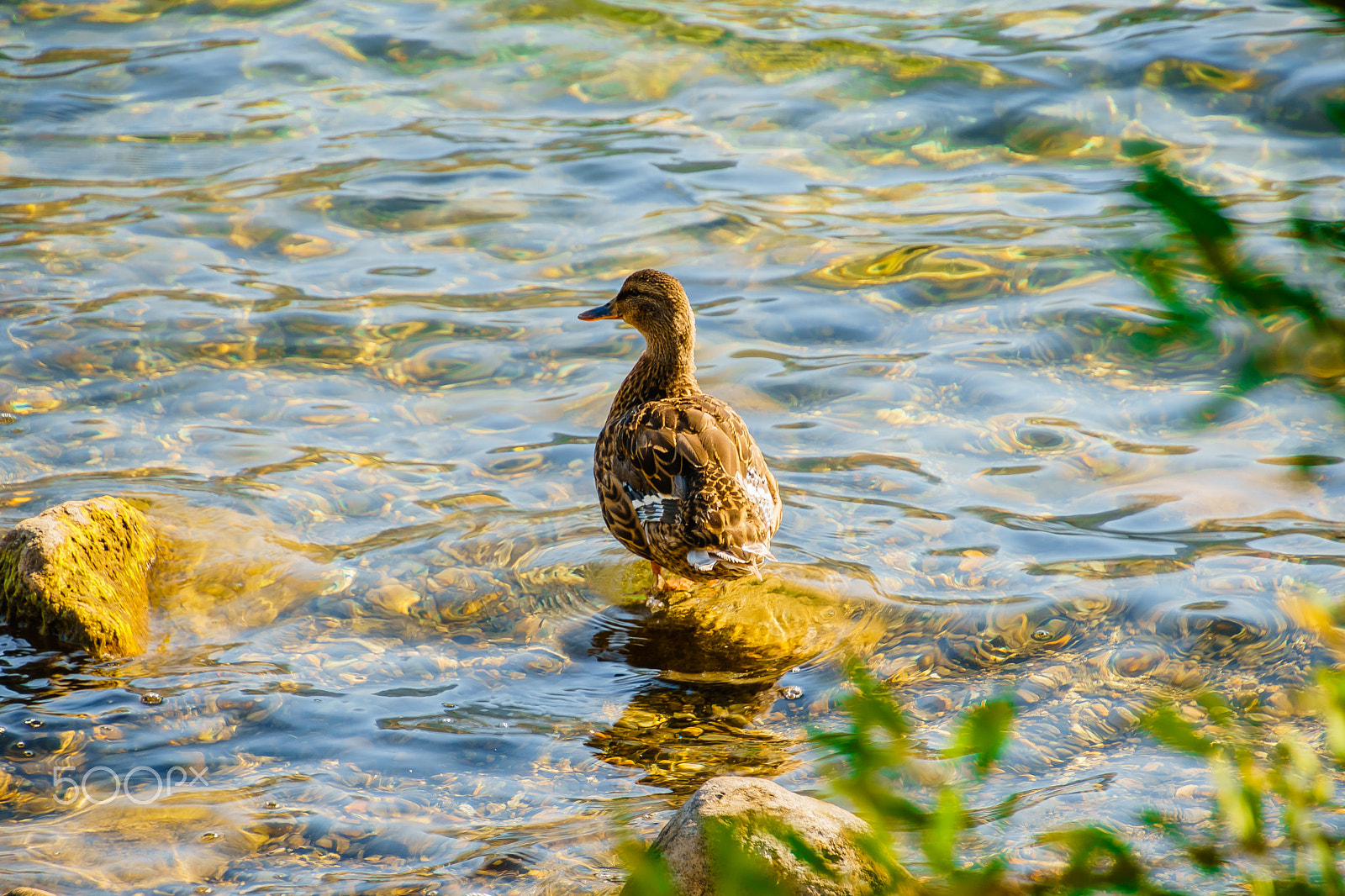 Sony a6300 sample photo. Camouflage, unintended photography