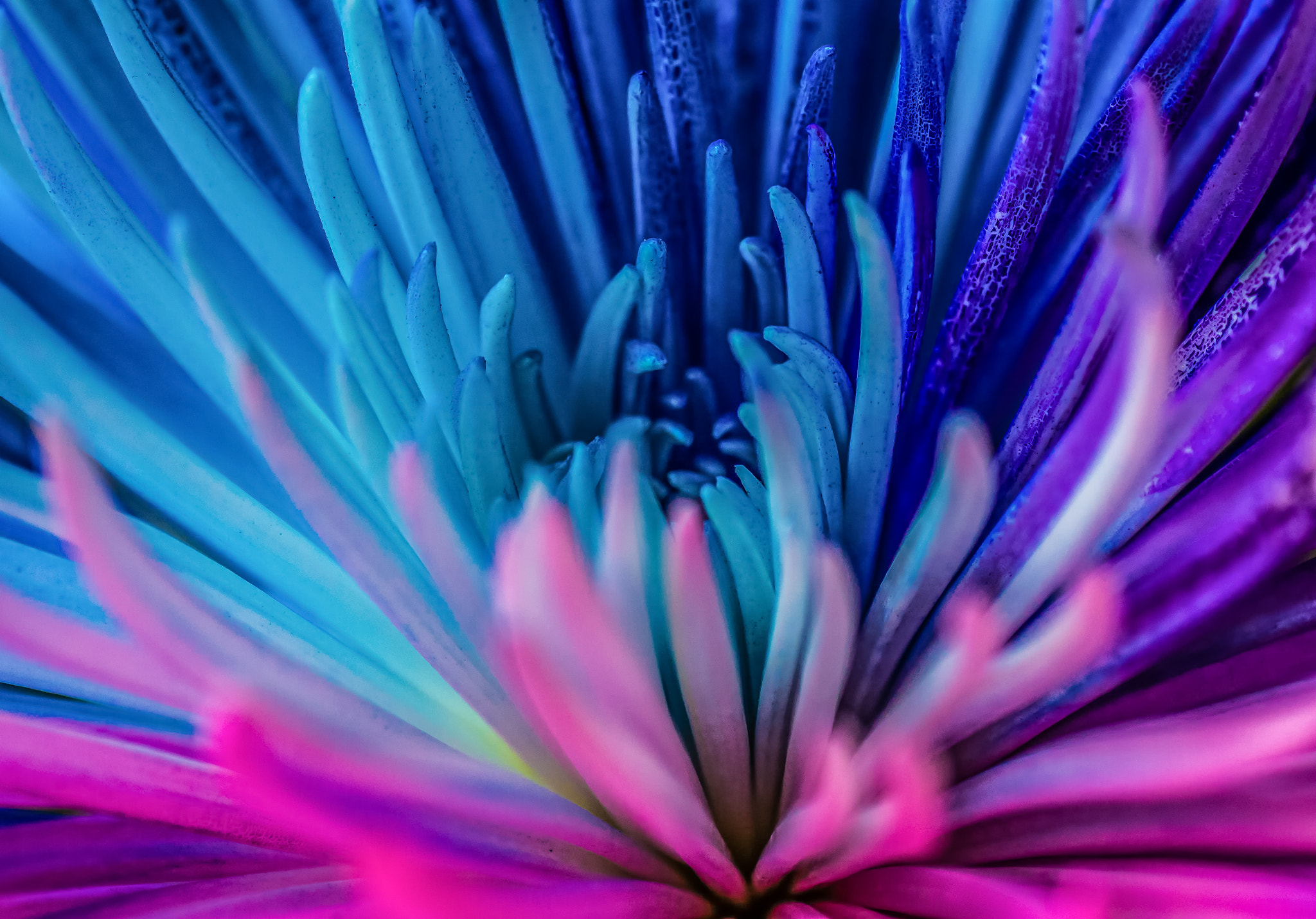 Canon EOS 70D + Tamron SP AF 90mm F2.8 Di Macro sample photo. Colour explosion photography