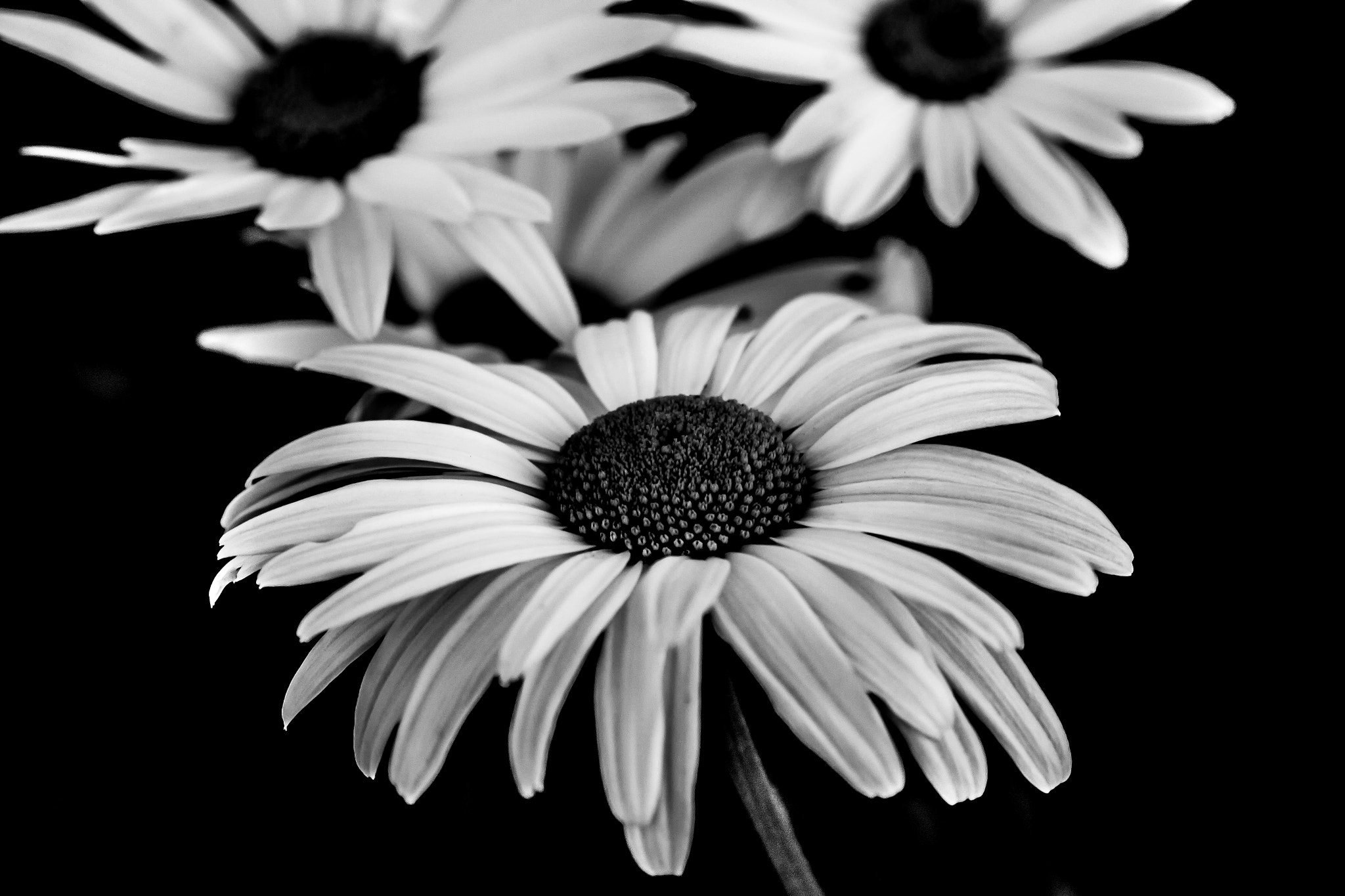 Canon EOS 70D + Tamron SP AF 90mm F2.8 Di Macro sample photo. High def daisy in black and white photography
