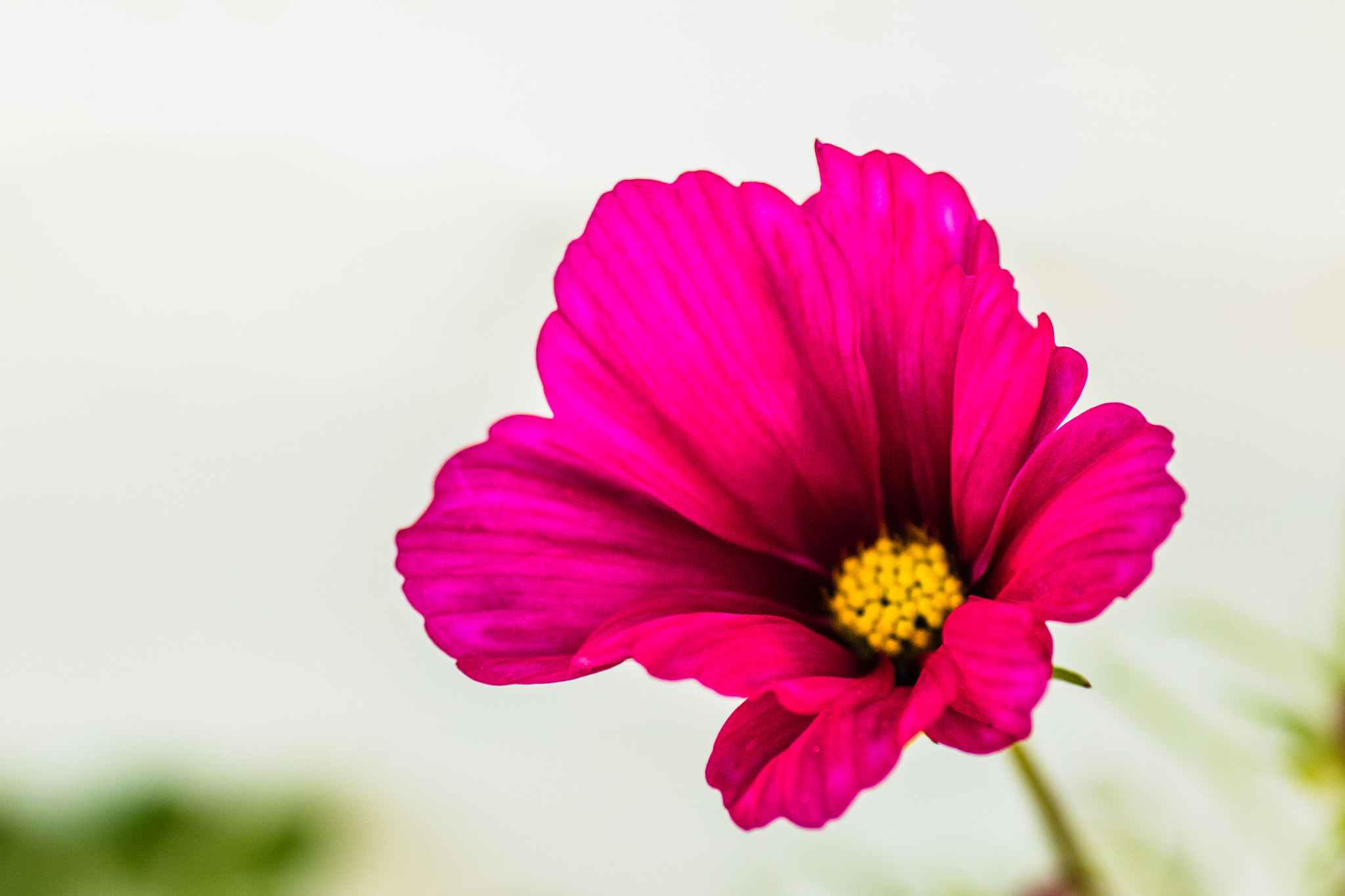Tamron SP AF 90mm F2.8 Di Macro sample photo. Fine art cosmos photography
