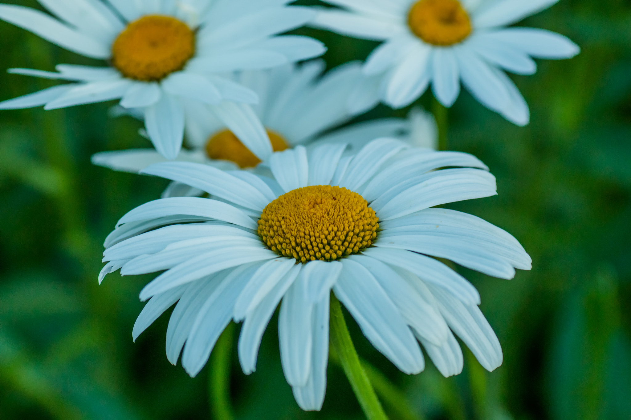 Tamron SP AF 90mm F2.8 Di Macro sample photo. Daisy daisy..tell me your answer, do. photography
