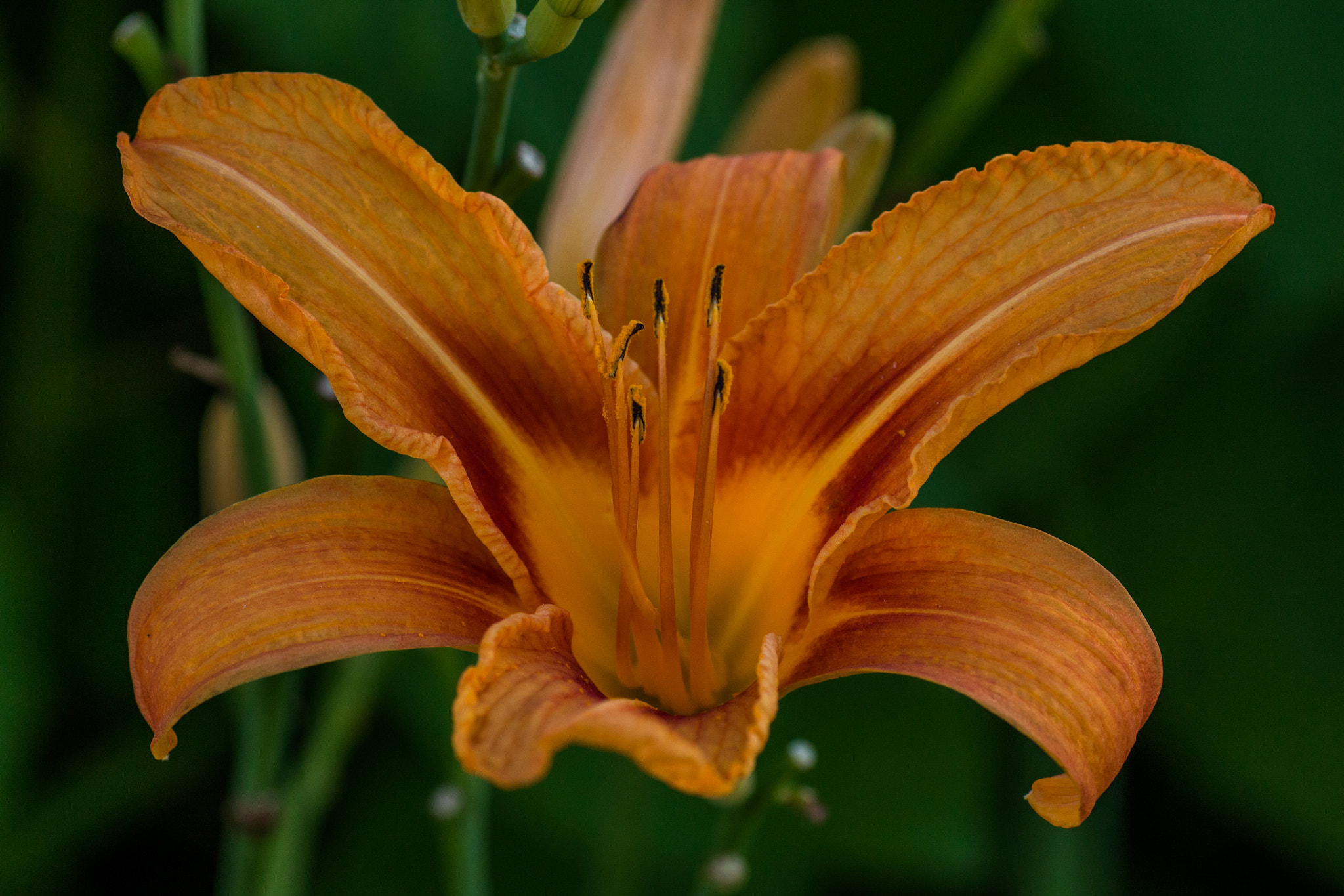 Canon EOS 70D + Tamron SP AF 90mm F2.8 Di Macro sample photo. Day lily photography